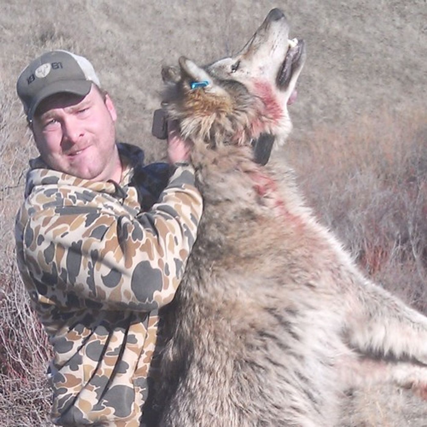 Oregon Wolf OR-9 Killed in Idaho episode artwork