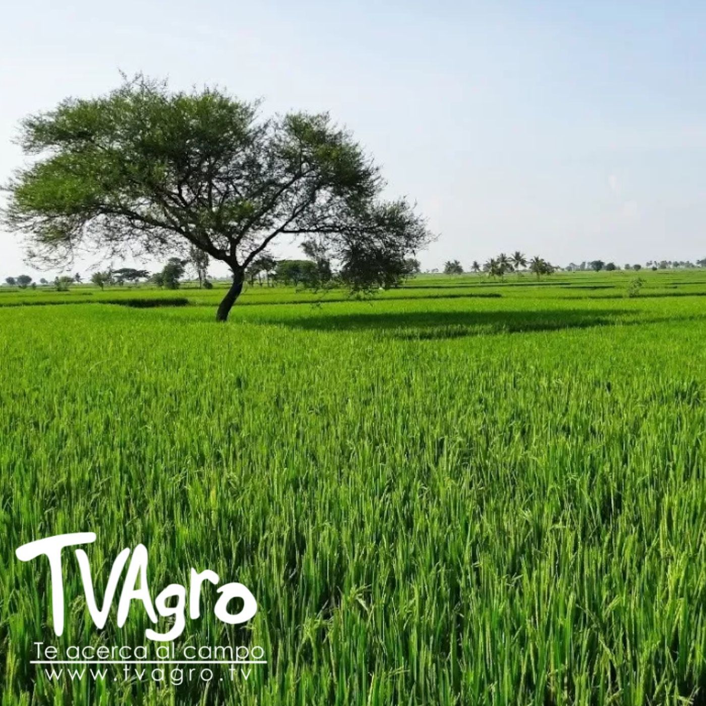 TV AGRO