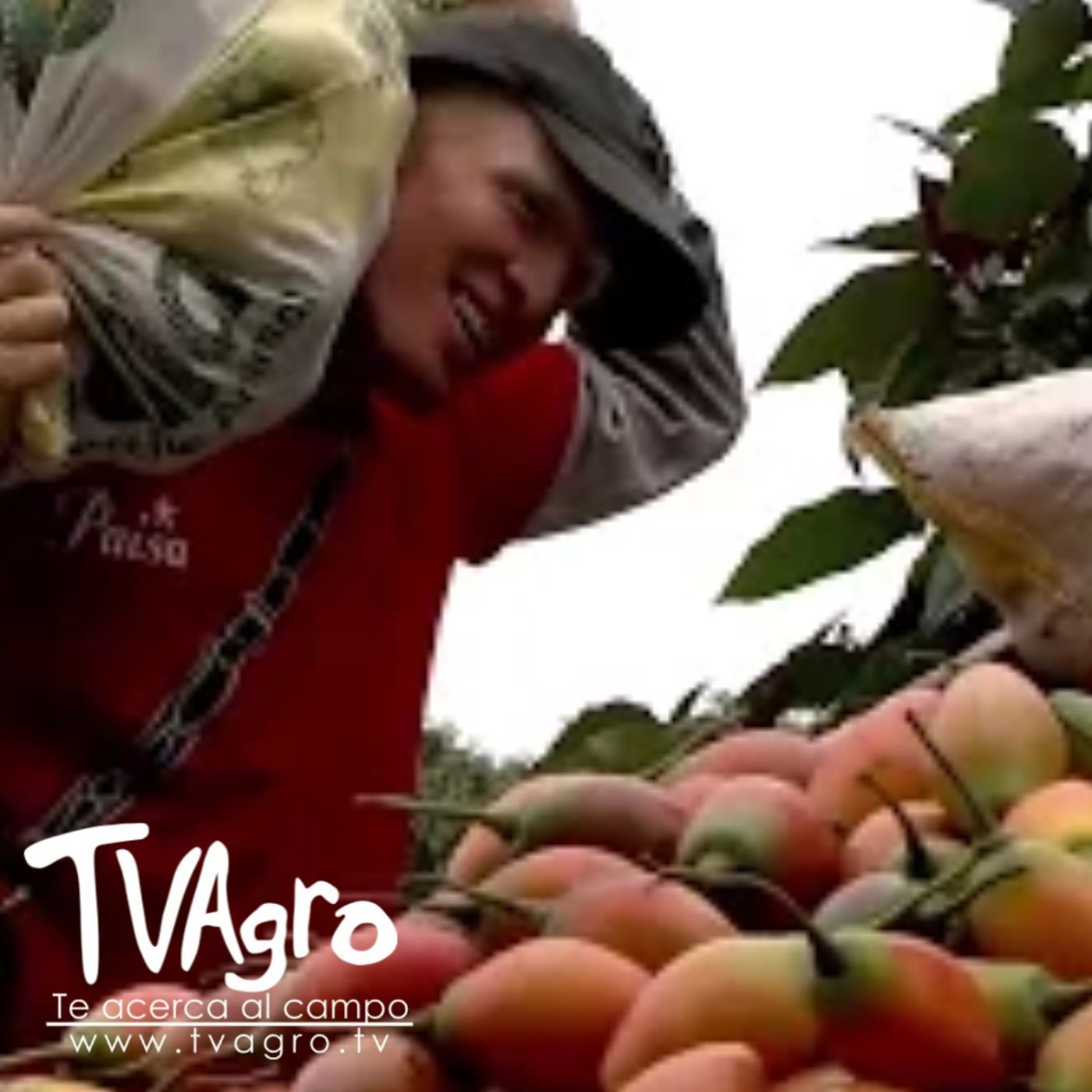 Como Cosechar Tomate de Arbol - TvAgro por Juan Gonzalo Angel — TV AGRO cover