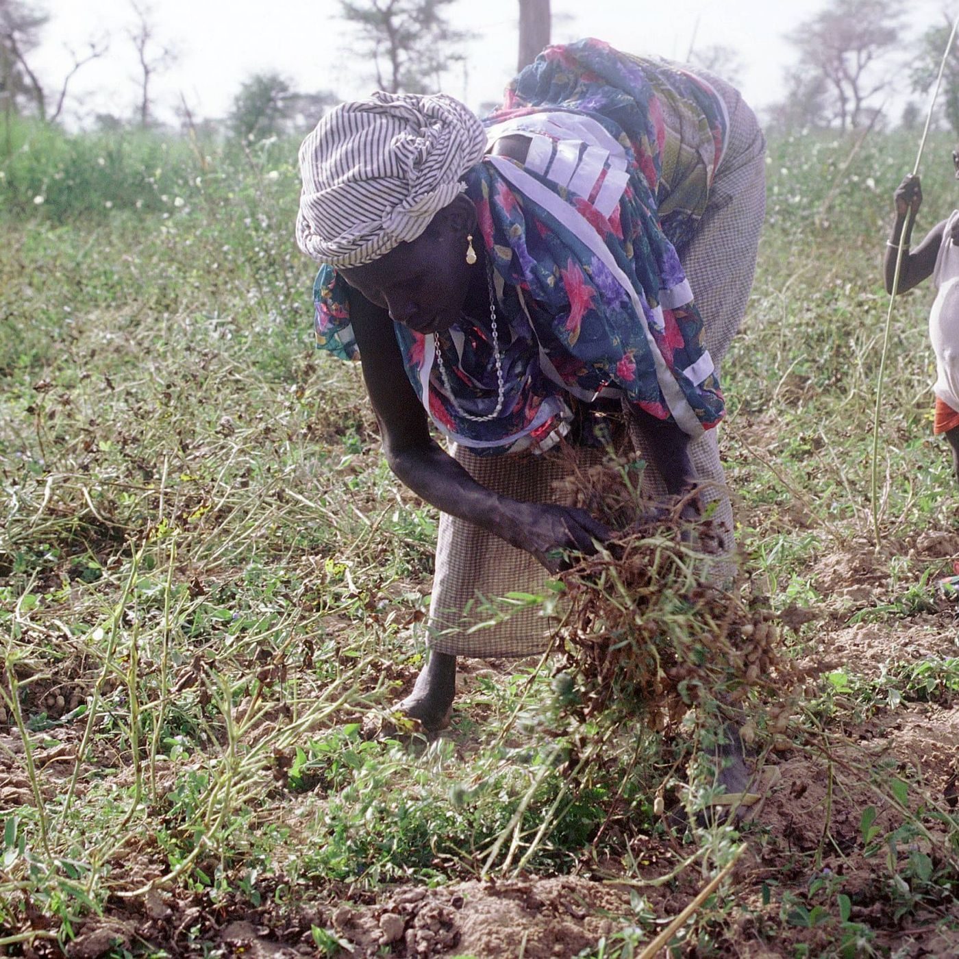 Agriculture, environnement et initiatives locales (Le  Niger sur Kalangou) episode artwork