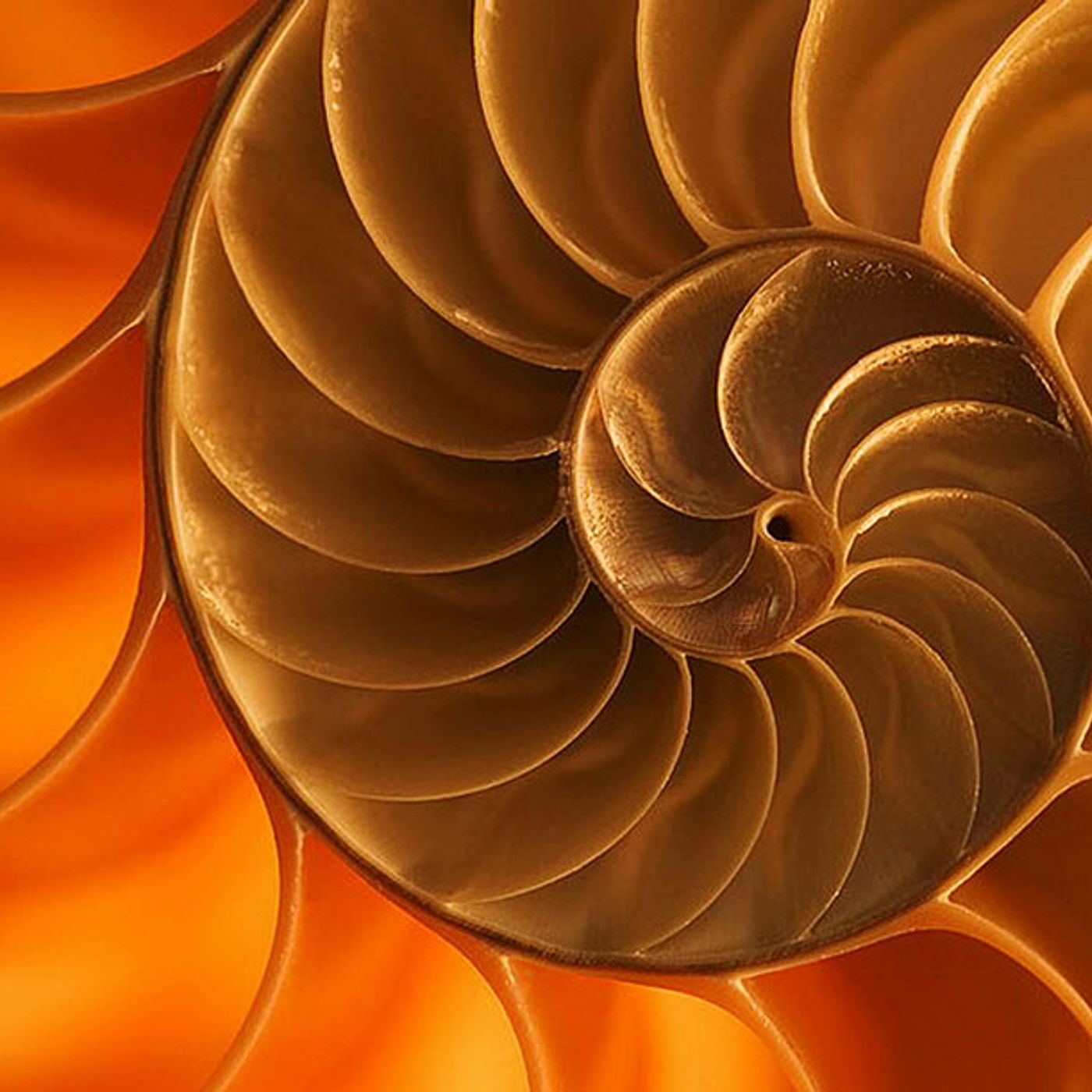 Visione Alchemica