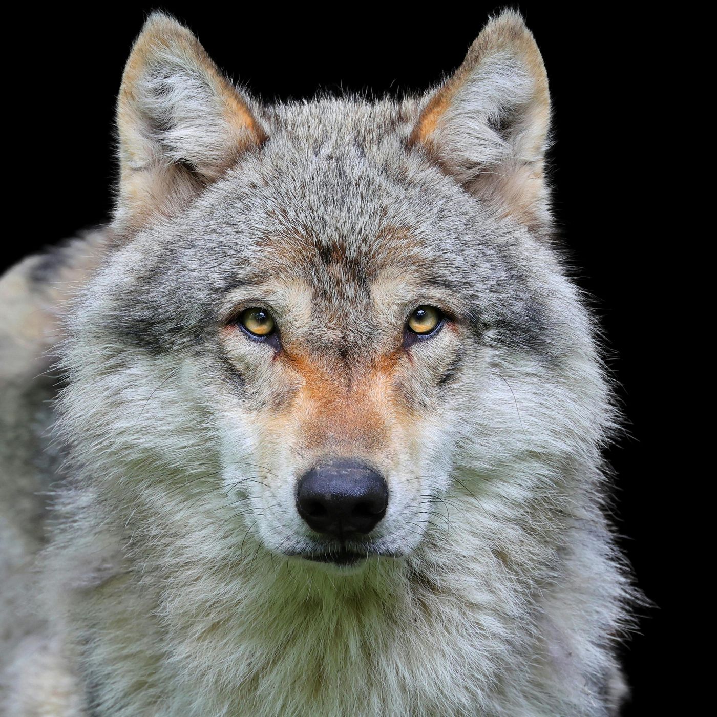 History of Wolves and Dogs | Documentary for Sleep