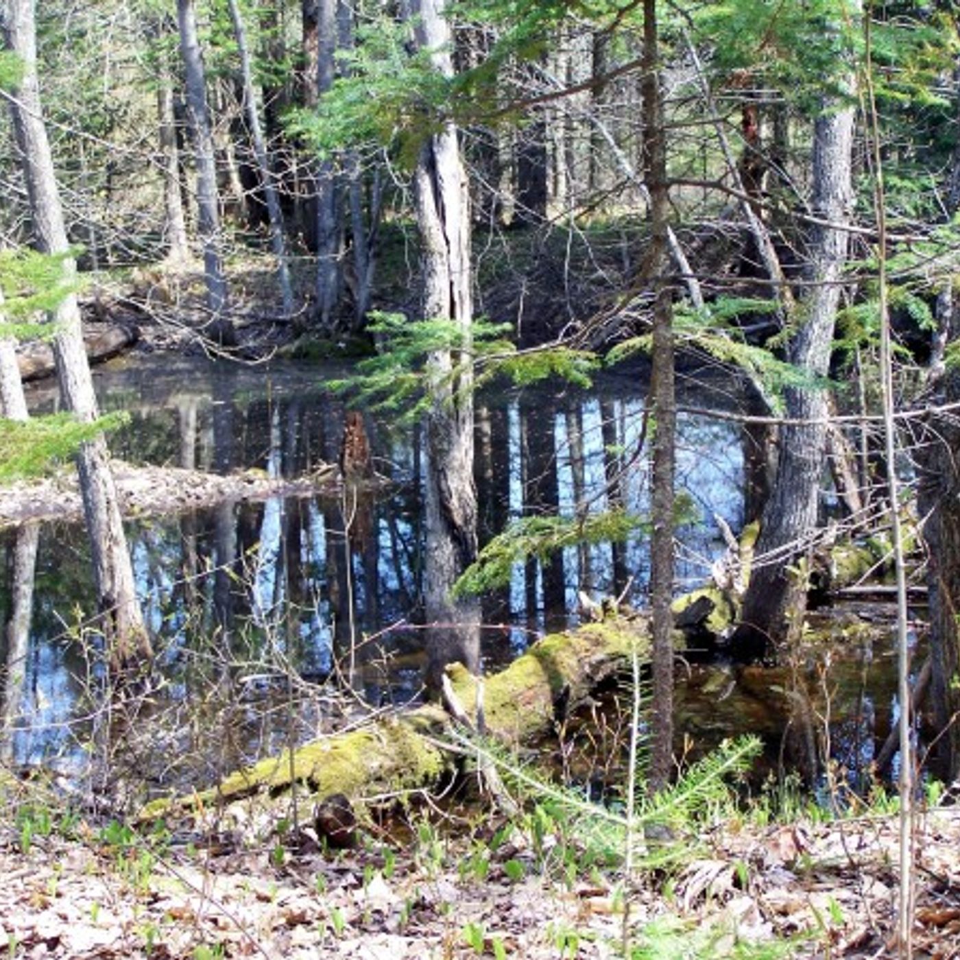 4/18/19–Moonlight, peepers…aah (DonneSinderson-BDN)