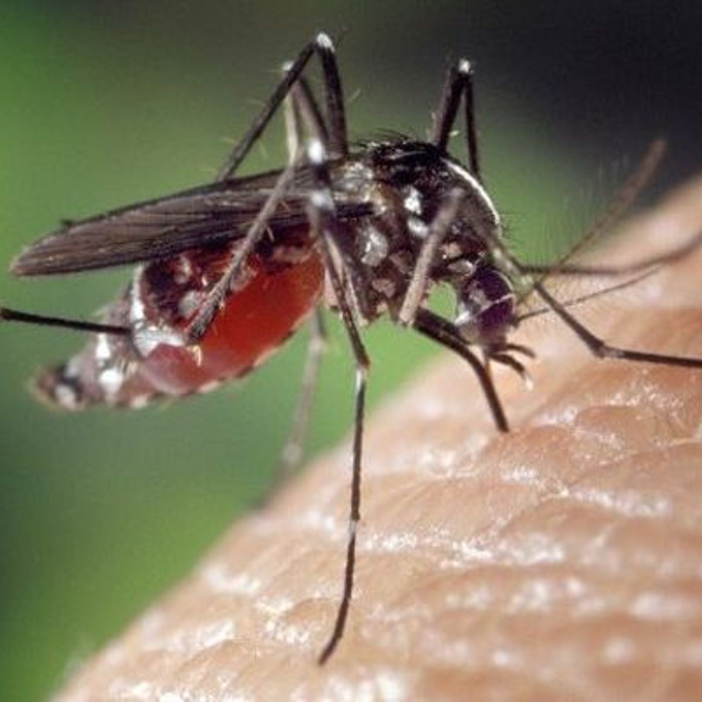 Nizza24 martedì 9 settembre: Météo Martedì - Chikungunya nel Principato - Sindaco di Marsiglia minacciato