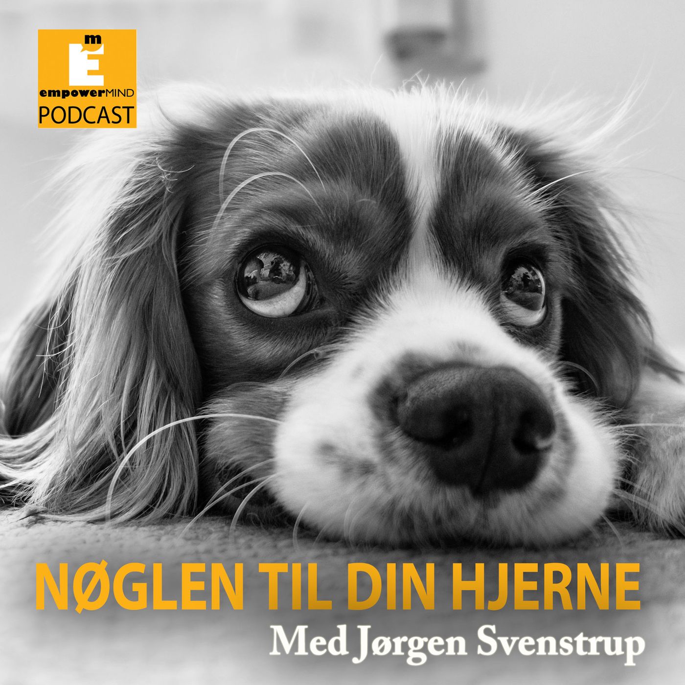 Nøglen til din hjerne