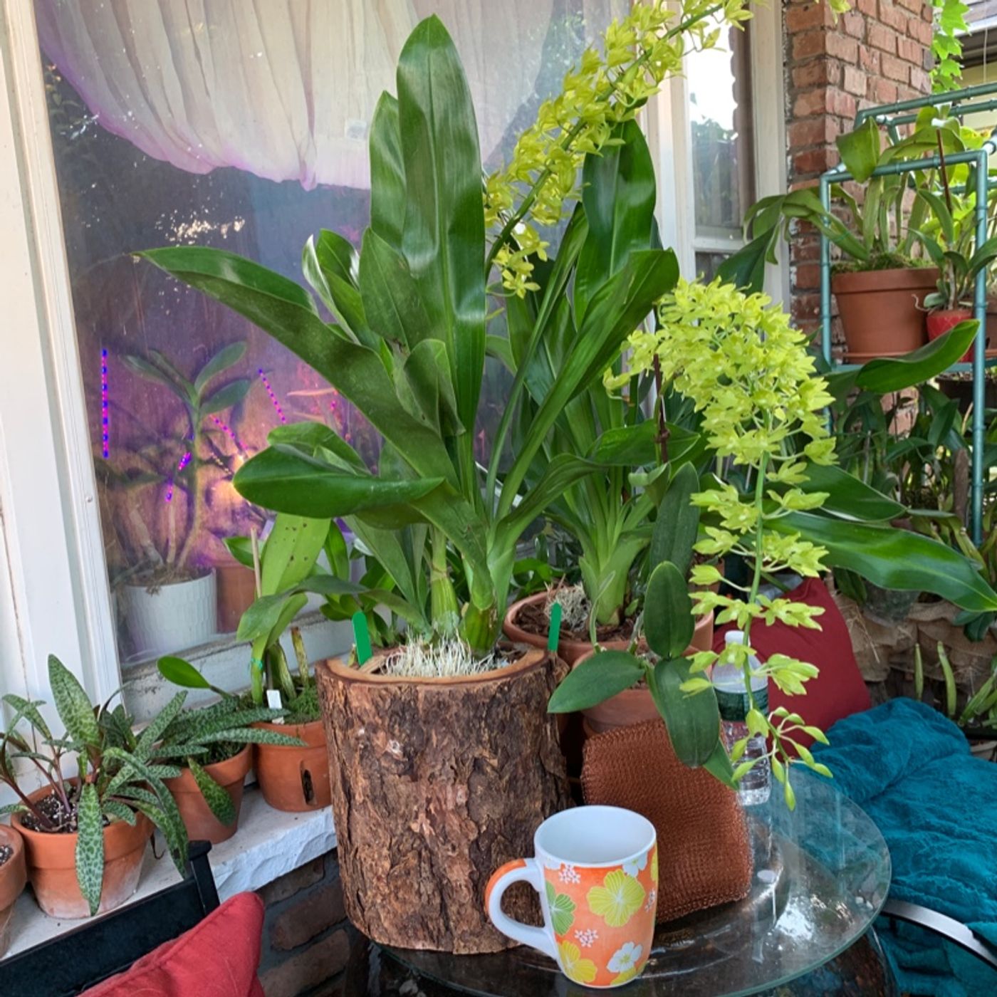Episode 5 - Orchid Chat With Dr Connors