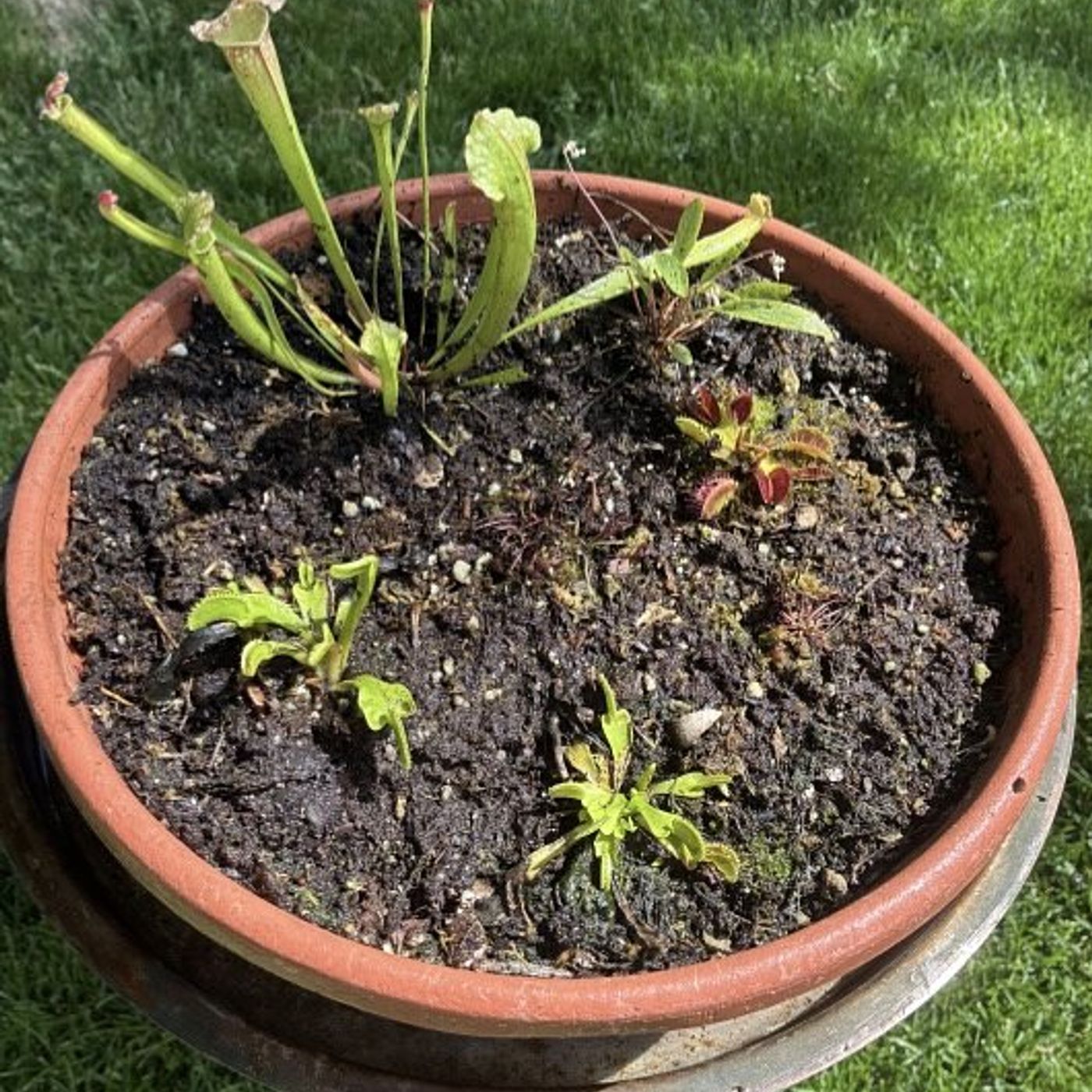 Down the Garden Path: Plant a mini-bog to get your feet wet growing carnivores