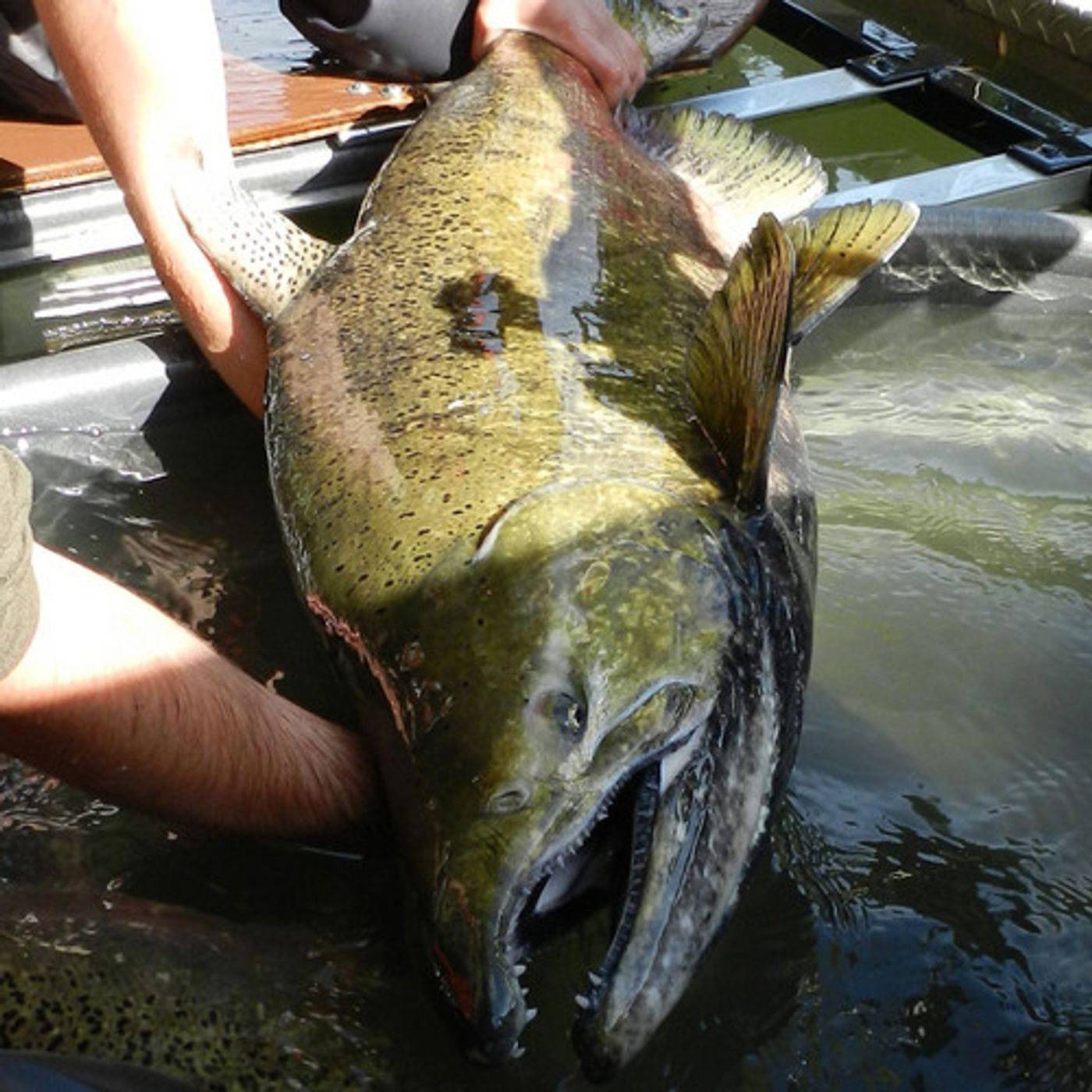 EarthFix Conversations: Sick Wild Salmon episode artwork