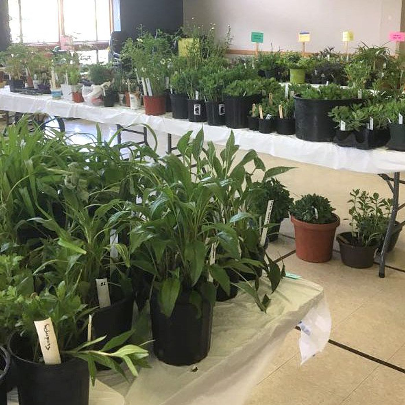 Kane Forest Preserve Foundation’s annual plant sale set for April 25 in St. Charles episode artwork