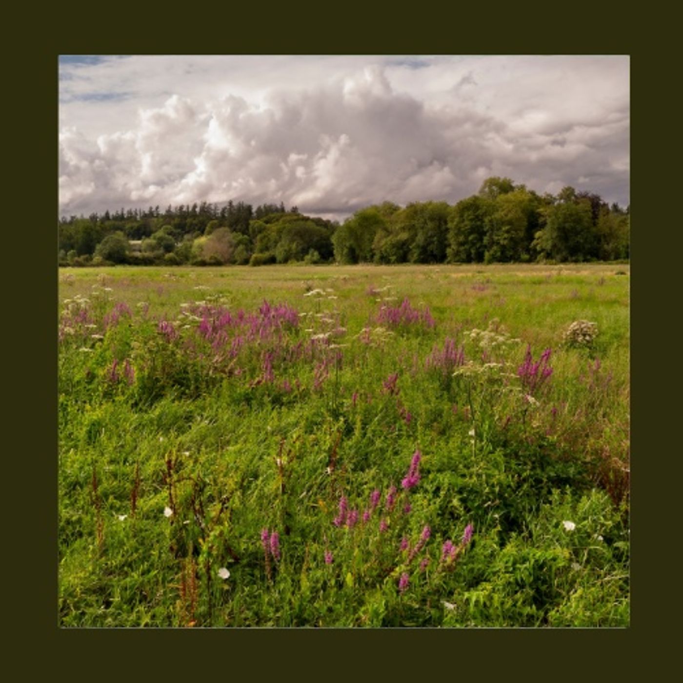 #221 Il giardino non finisce coi fiori: bellezza anche in secco