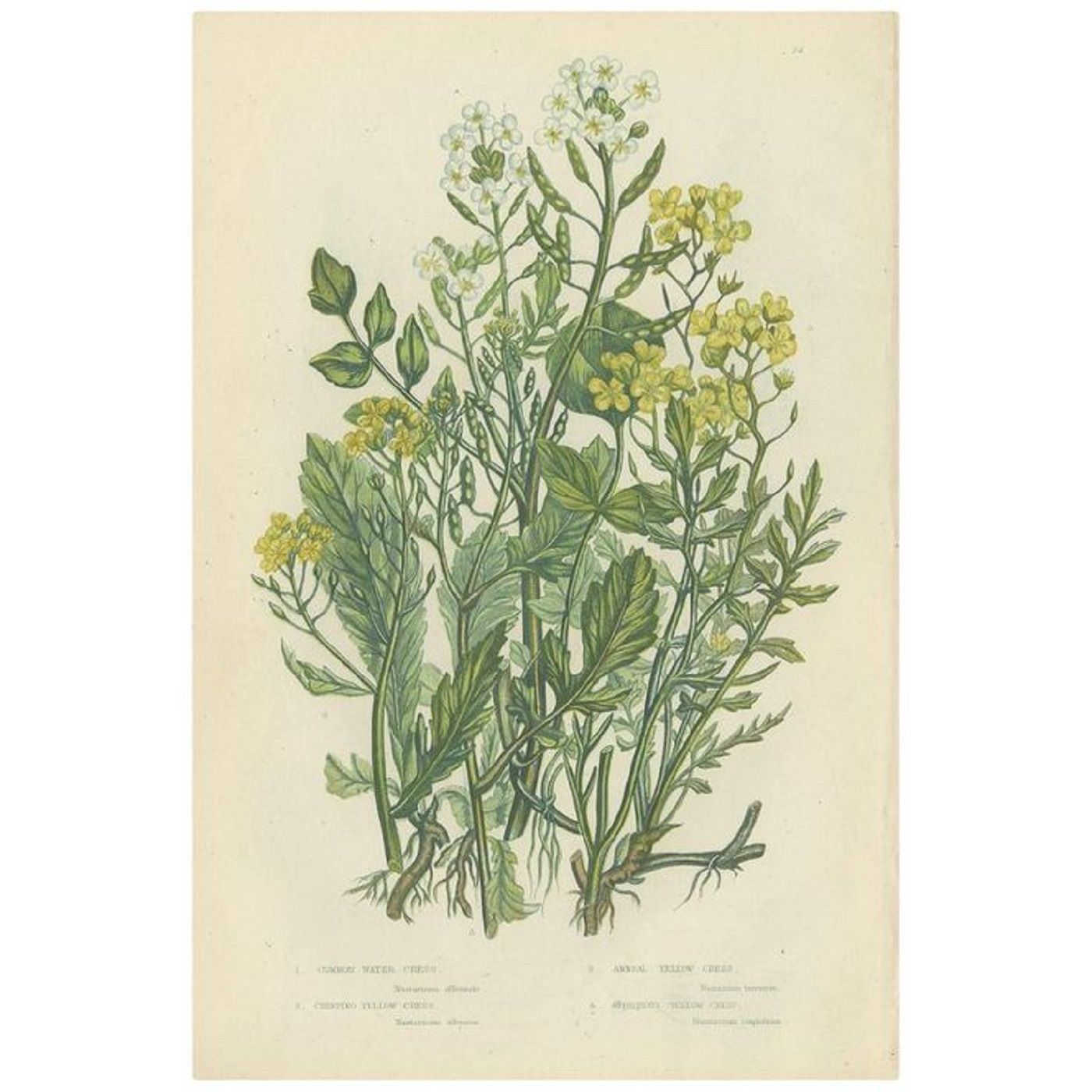 Southern Appalachian Herbs