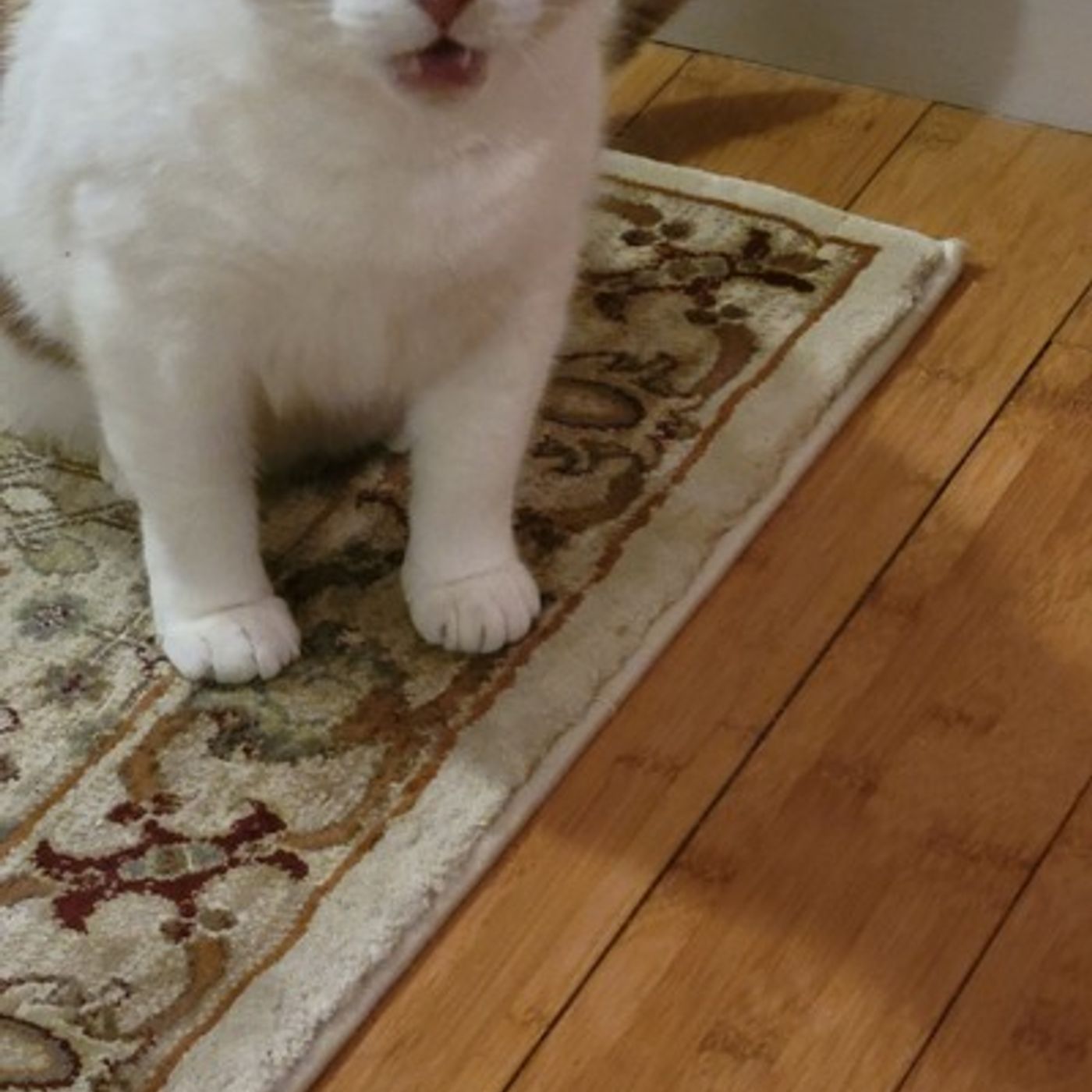 Is My Cat Possessed?