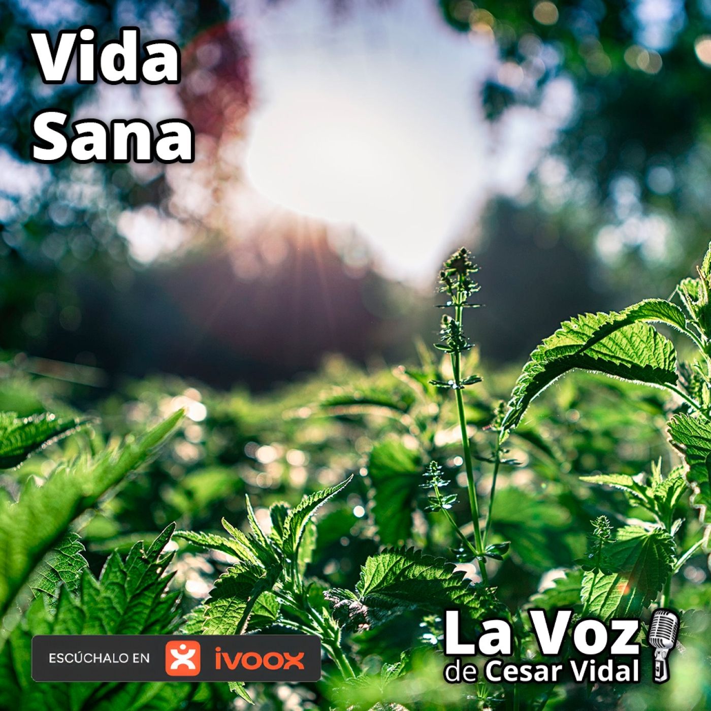Vida Sana: ORTIGA: El remedio natural que podría ayudar a combatir miomas, quistes y endometriosis - 19/05/26