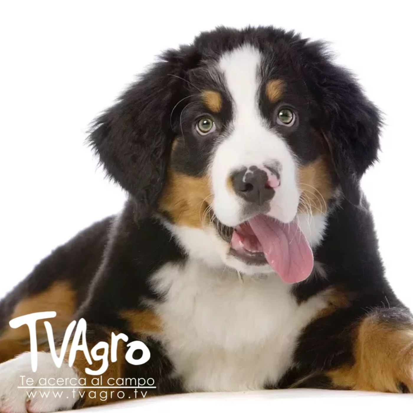 TV AGRO