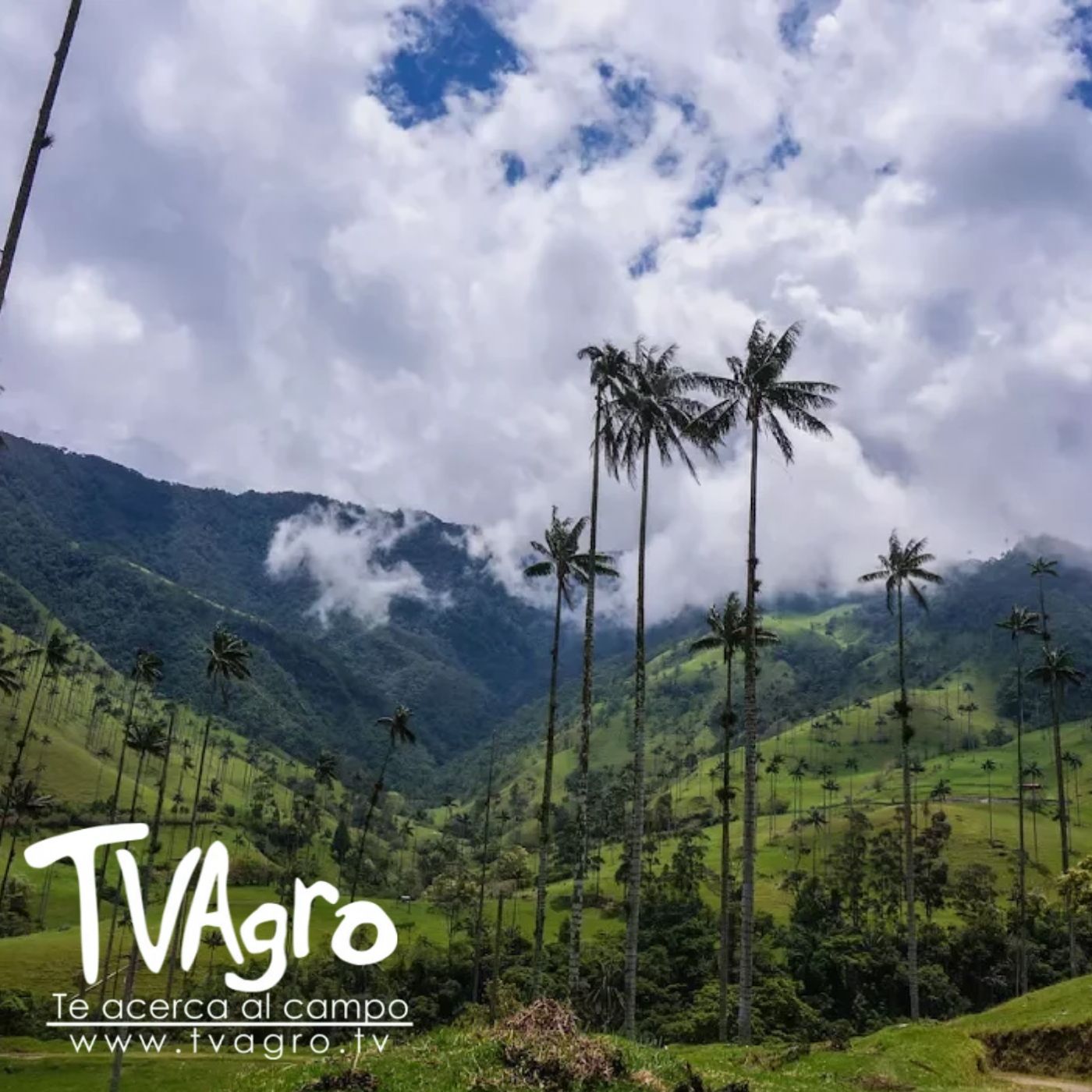 TV AGRO
