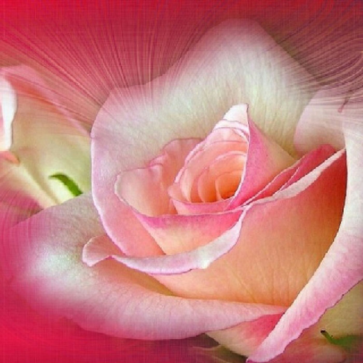 Rose\'s Story