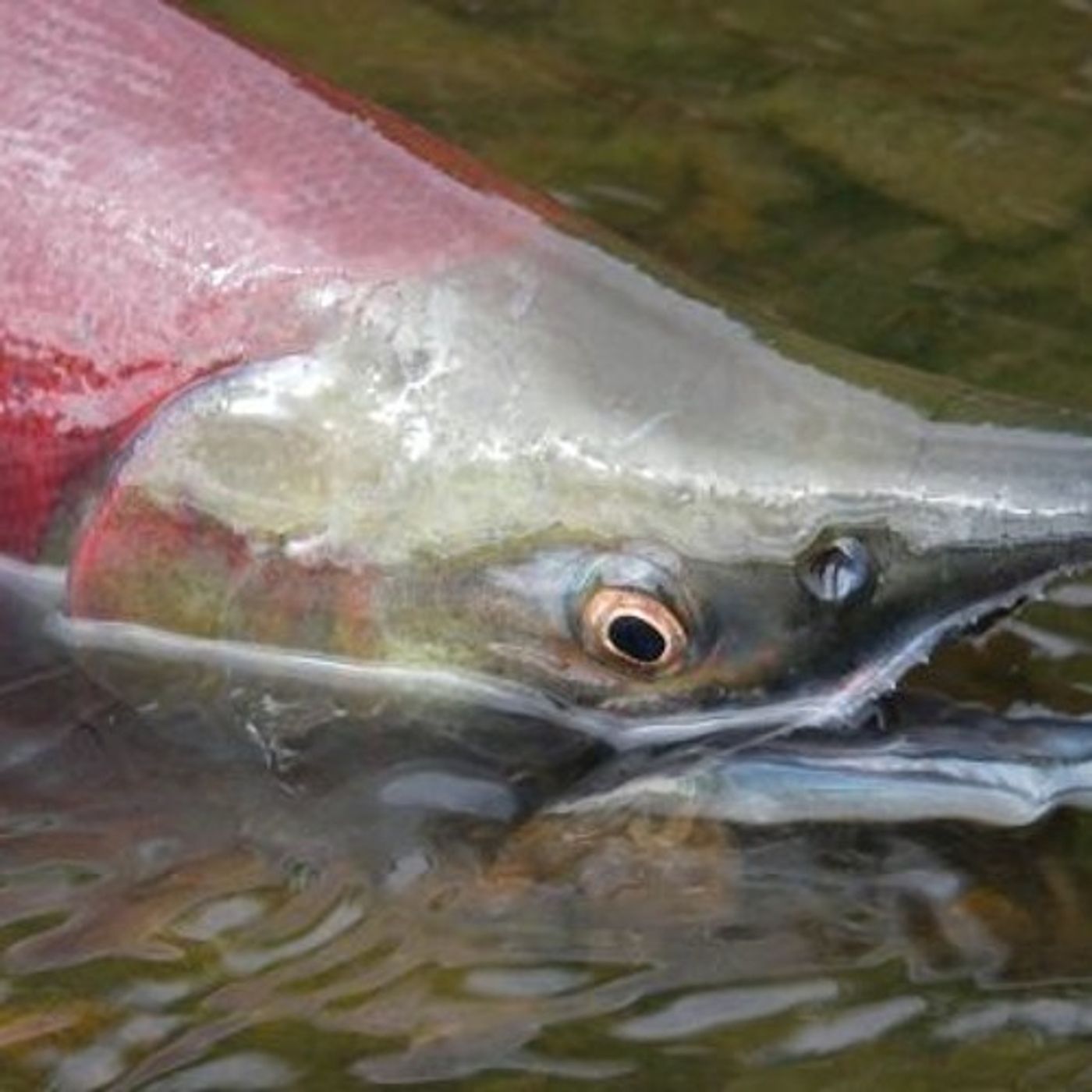 EarthFix Conversation: Salmon Use Earth's Magnetic Field To Go Home episode artwork