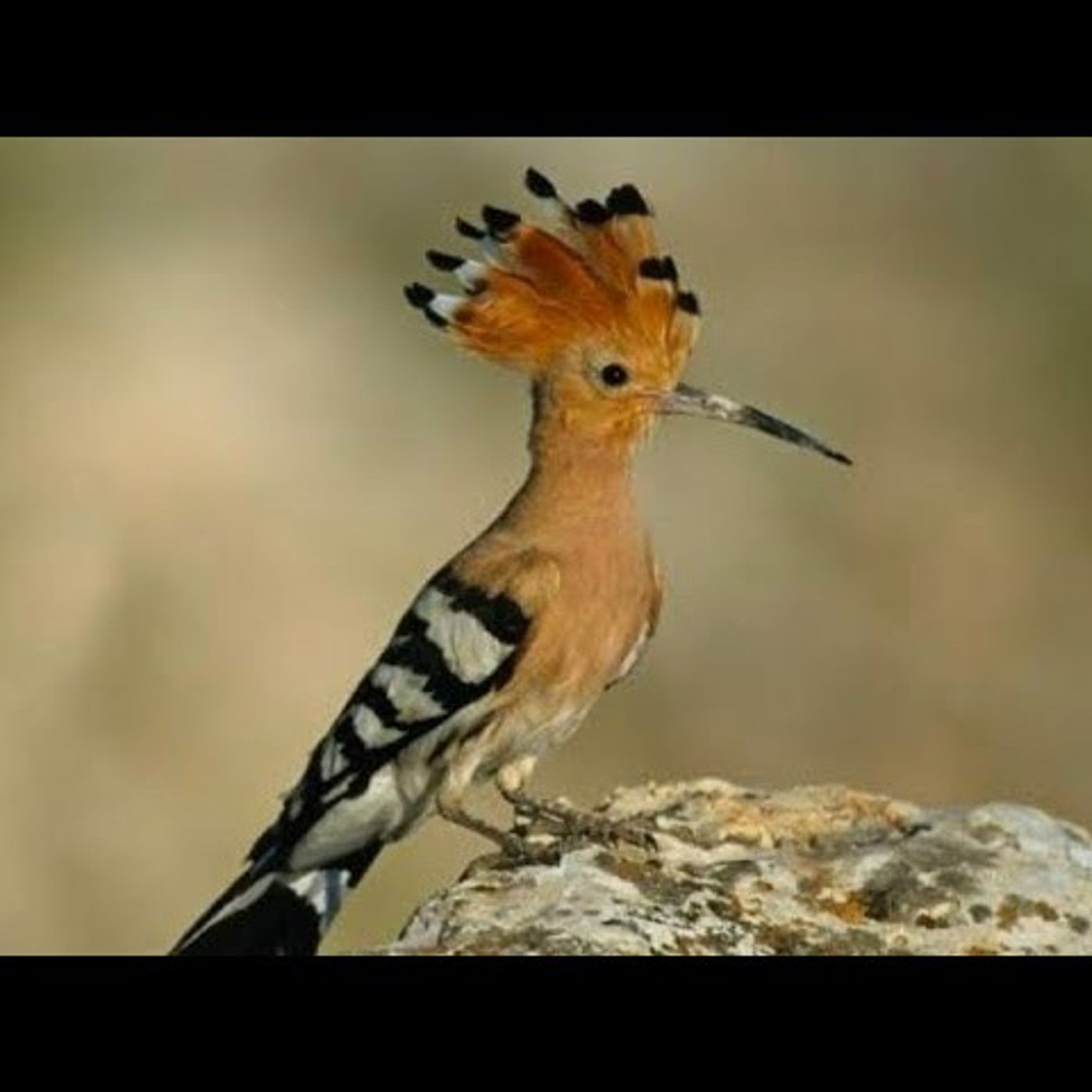 ברית מנוחה 9 עניין הדוכיפת