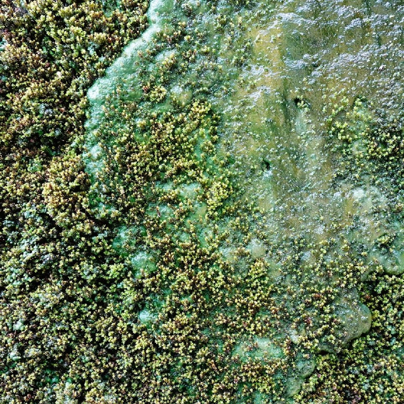 Ep450 - Diane's Tarot Diary: 我的塔羅日記•閒聊-回顧與展望(上)