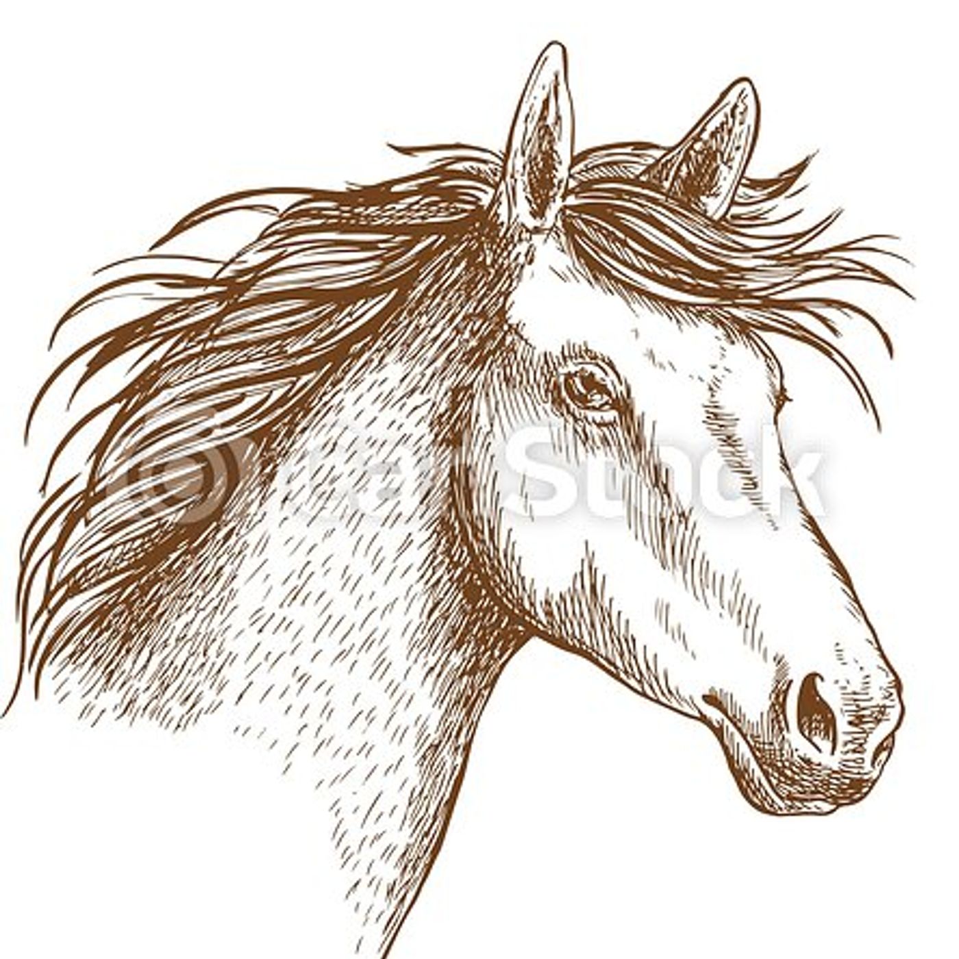 PODCAST 01- COMO IDENTIFICAR UM EQUINO COM COLICA ?- Thayná Paduan
