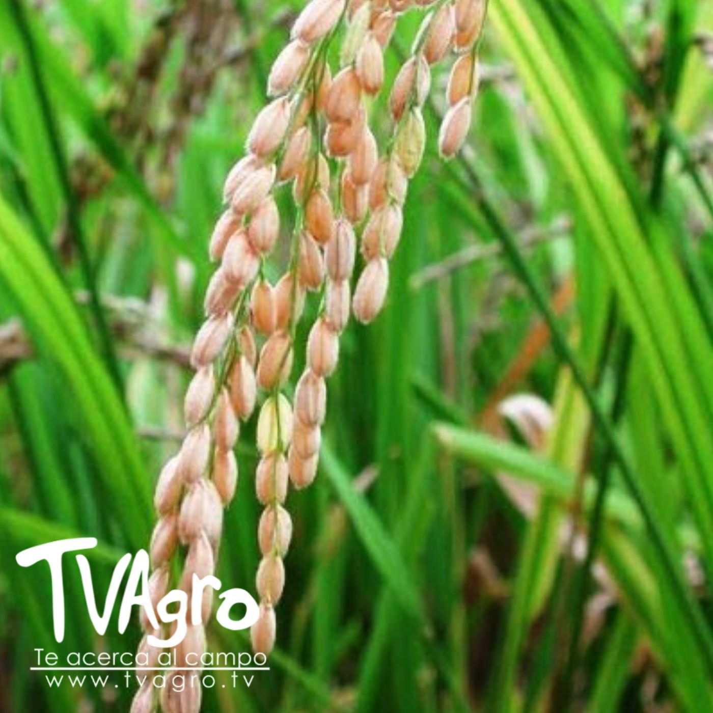 TV AGRO