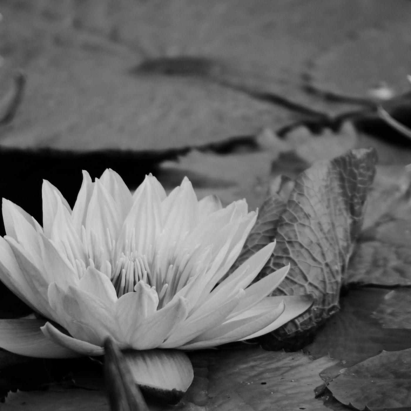 Poemas con voz de Vicente Aleixandre. Poesía de amor recitadas de Vicente Aleixandre: Hay mas.