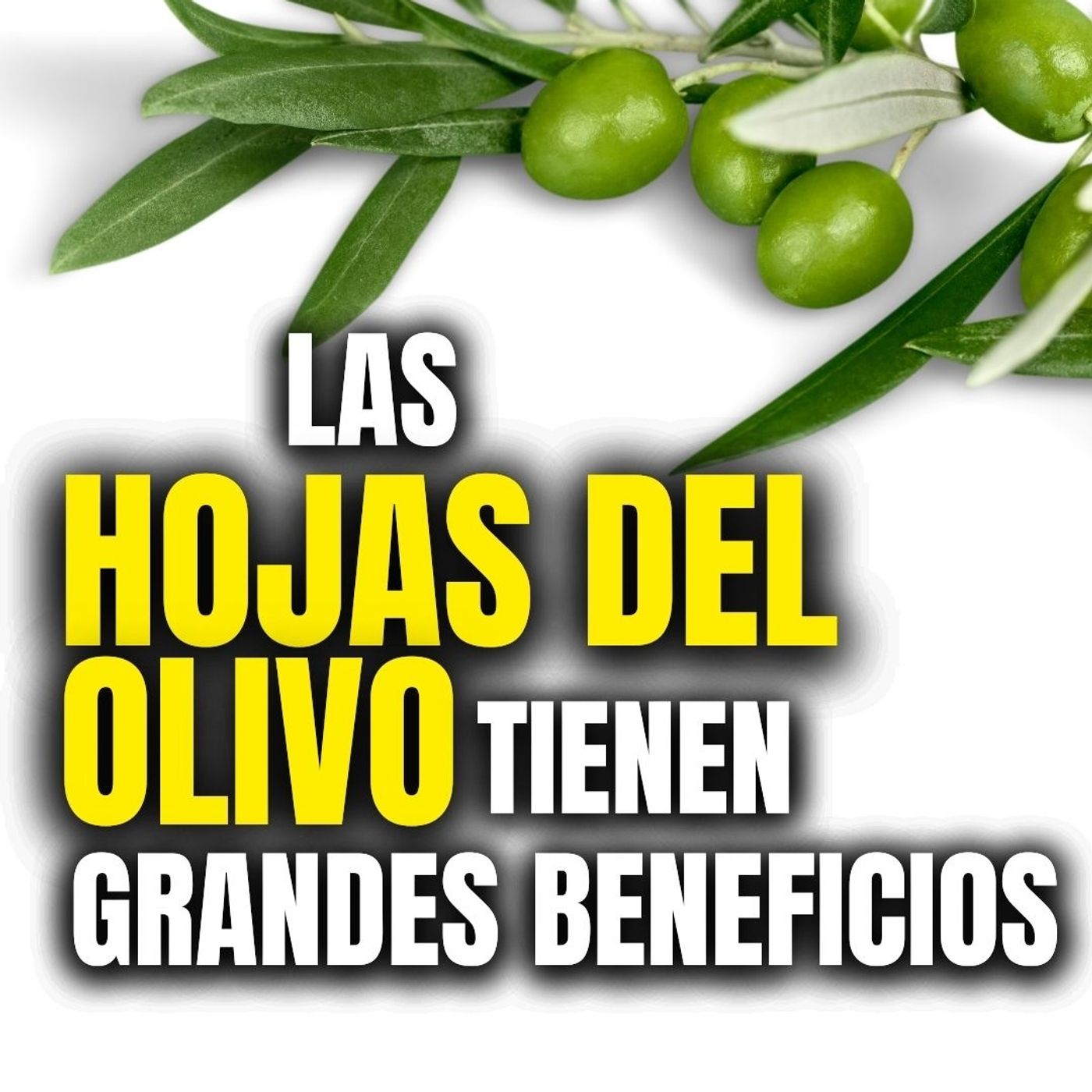 El mejor antibiótico natural: Olivir (Extracto de las hojas del olivo)
