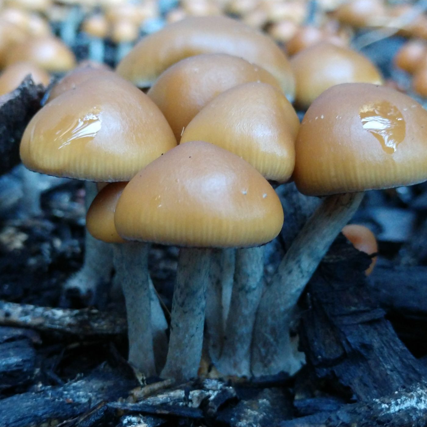 Crime Pays But Botany Doesn\'t
