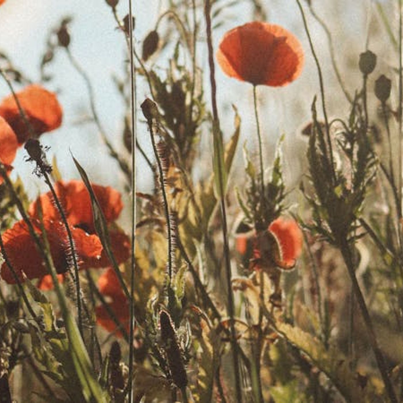 How Do I Stop Rooting My Joy in My Circumstances?