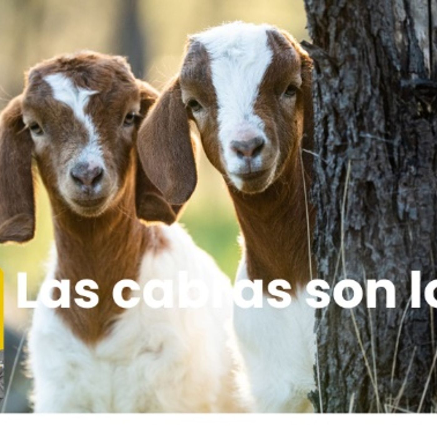 Todo por la Radio | Las cabras son lo más