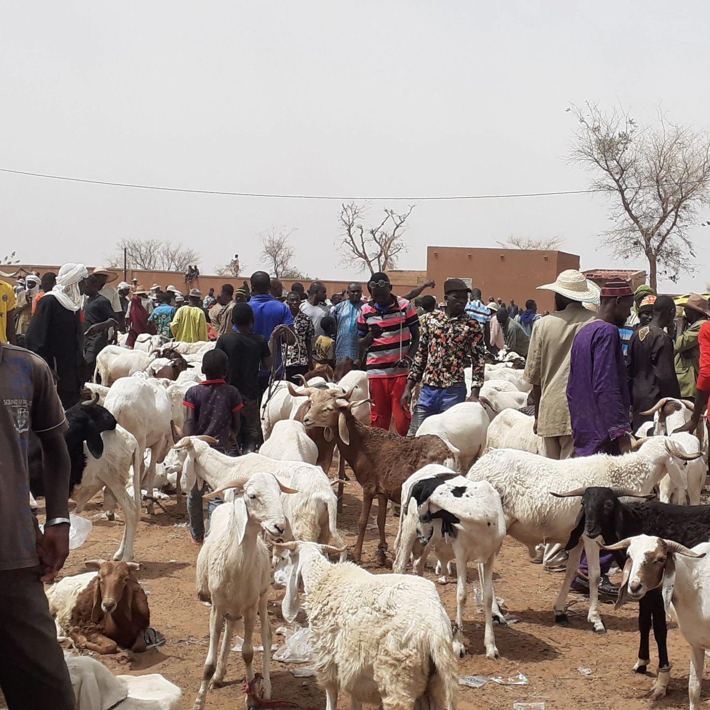 Le journal du 16 avril 2026 - À Niamey, entre hommage à Djibo Bakari et évolution des prix des moutons au marché à bétail episode artwork