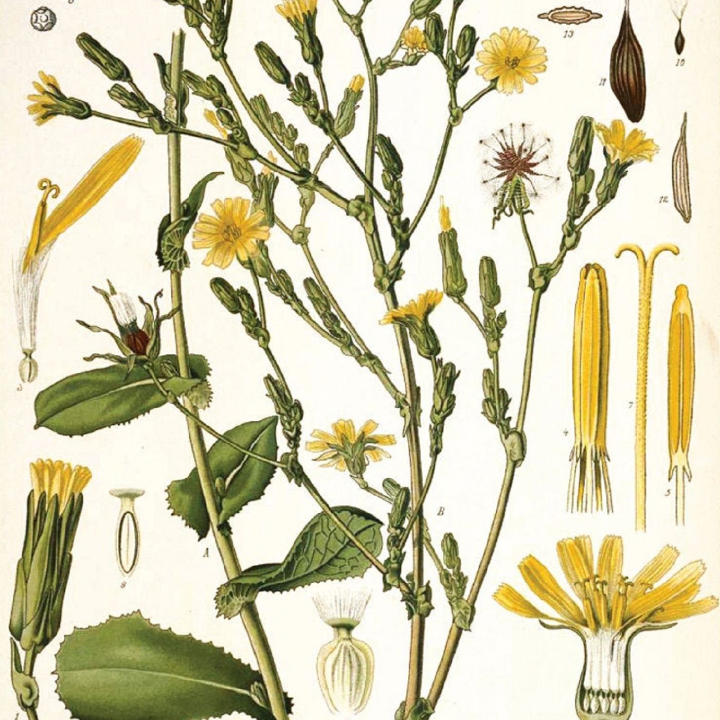Southern Appalachian Herbs