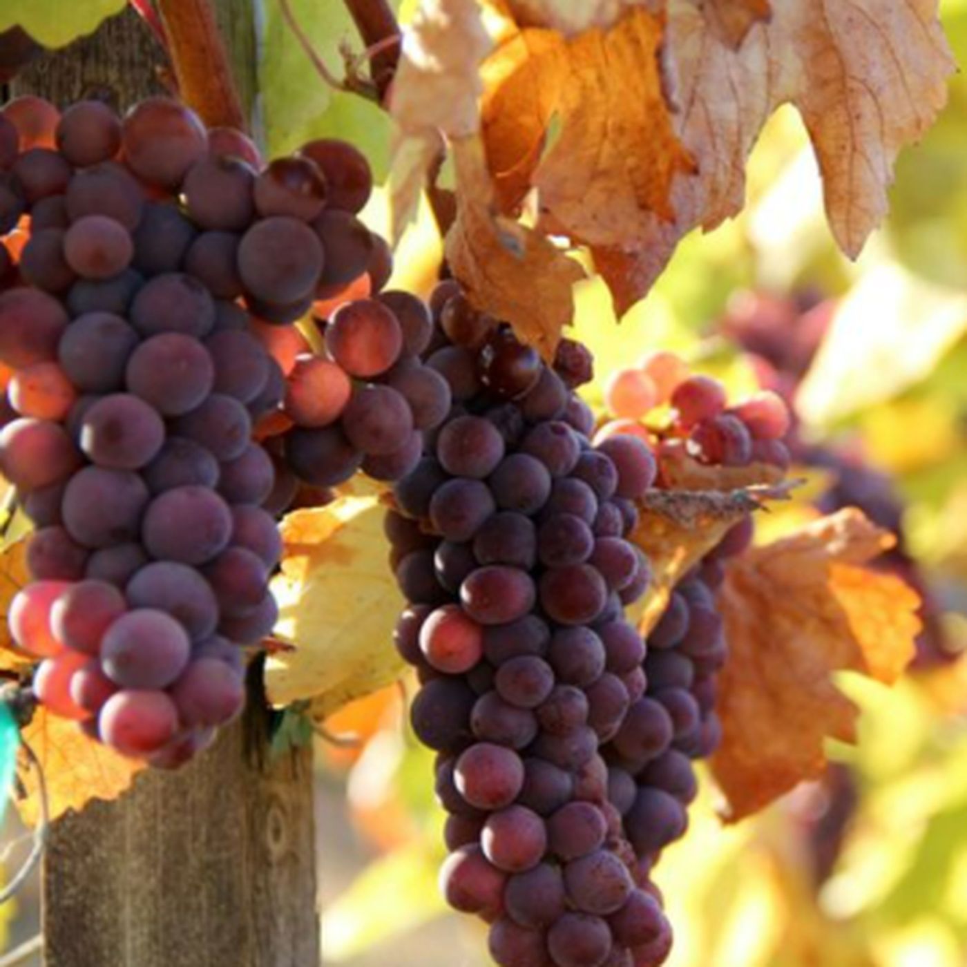 CasaLoce.com Audio Blog