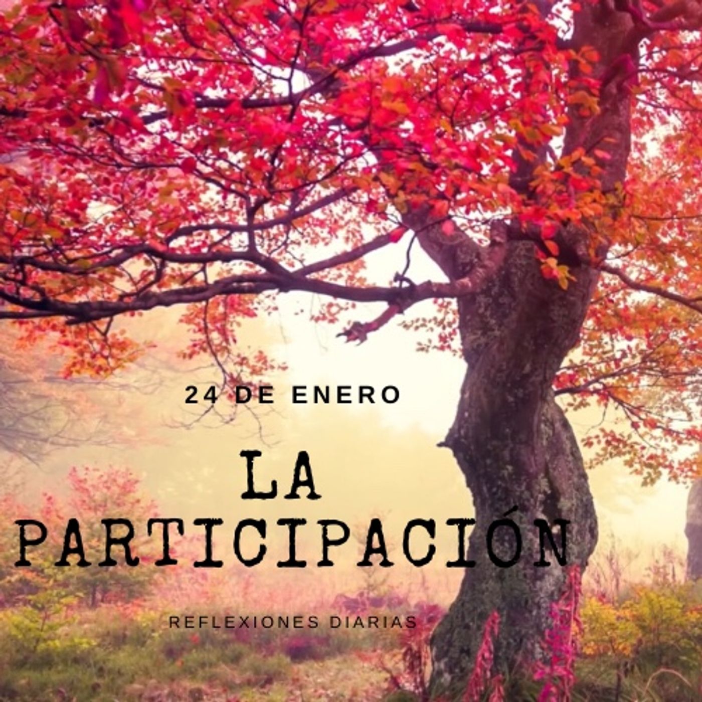 Reflexiones Diarias