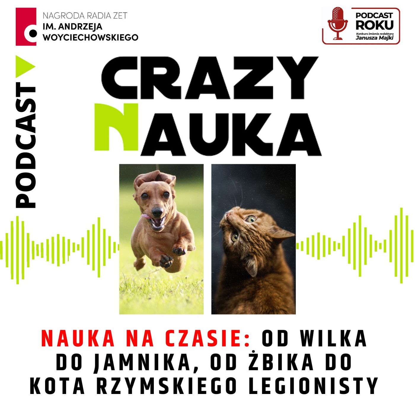 143. Nauka na czasie: Od wilka do jamnika, od żbika do kota rzymskiego legionisty