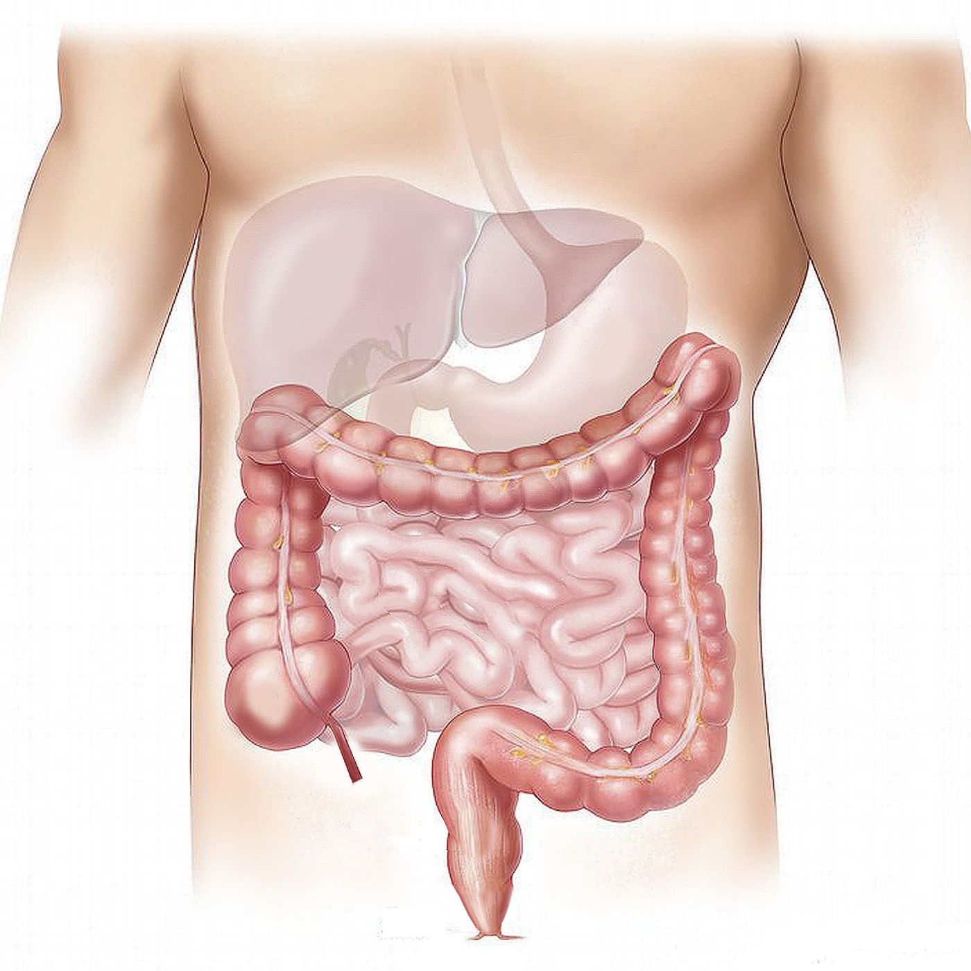 Alimenti per chi soffre di colon irritabile episode artwork