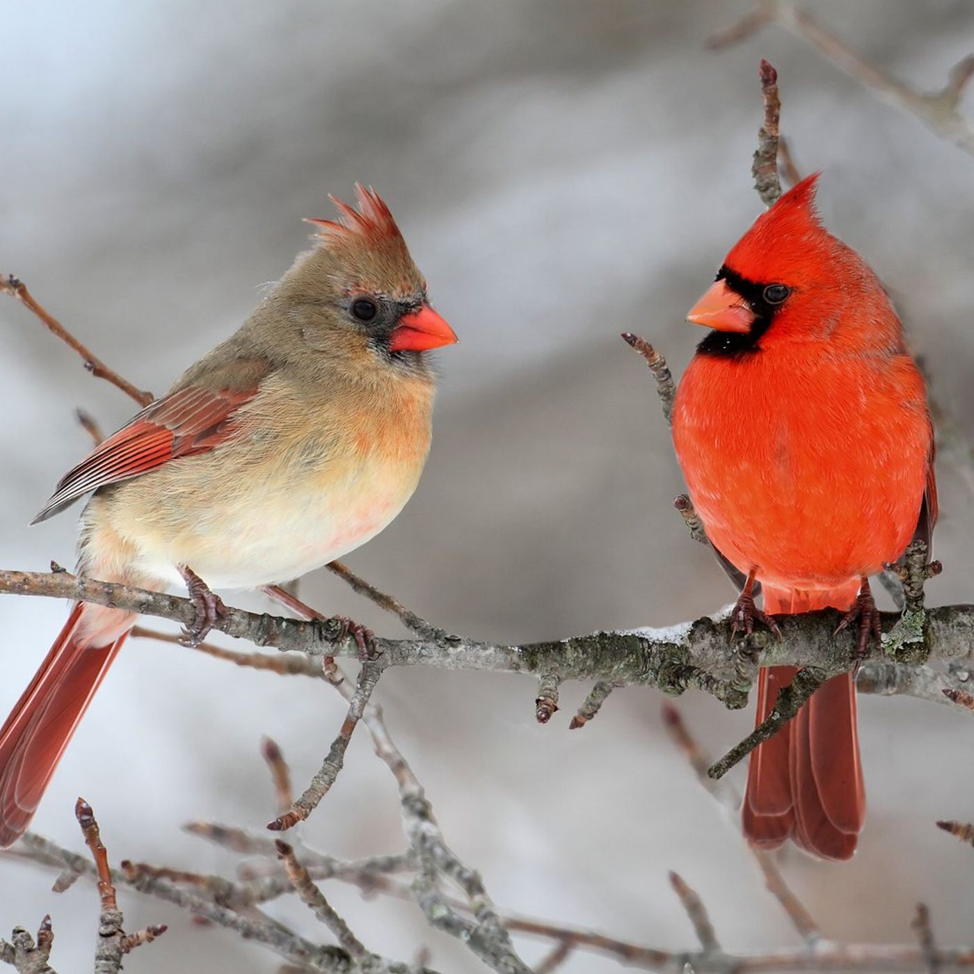 Down the Garden Path: Illinois winters provide unique bird watching opportunities episode artwork