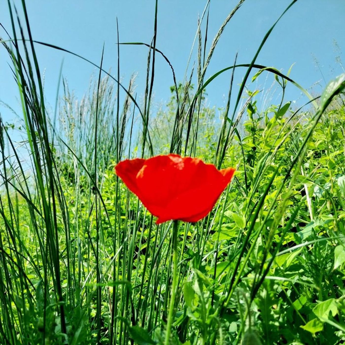 Passo dopo Passo