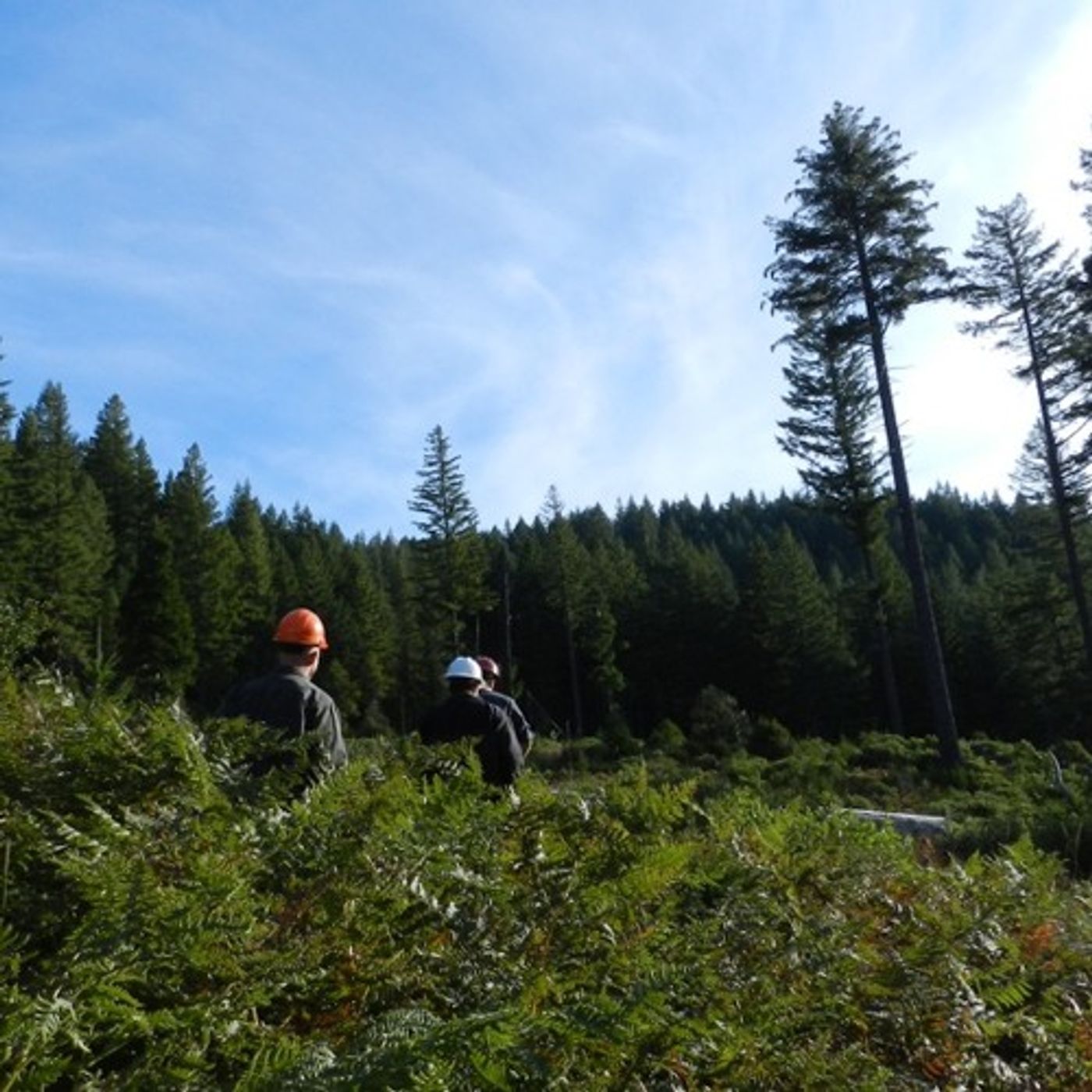 Does Mount St. Helens Have Lessons for an Oregon Logging Experiment? episode artwork