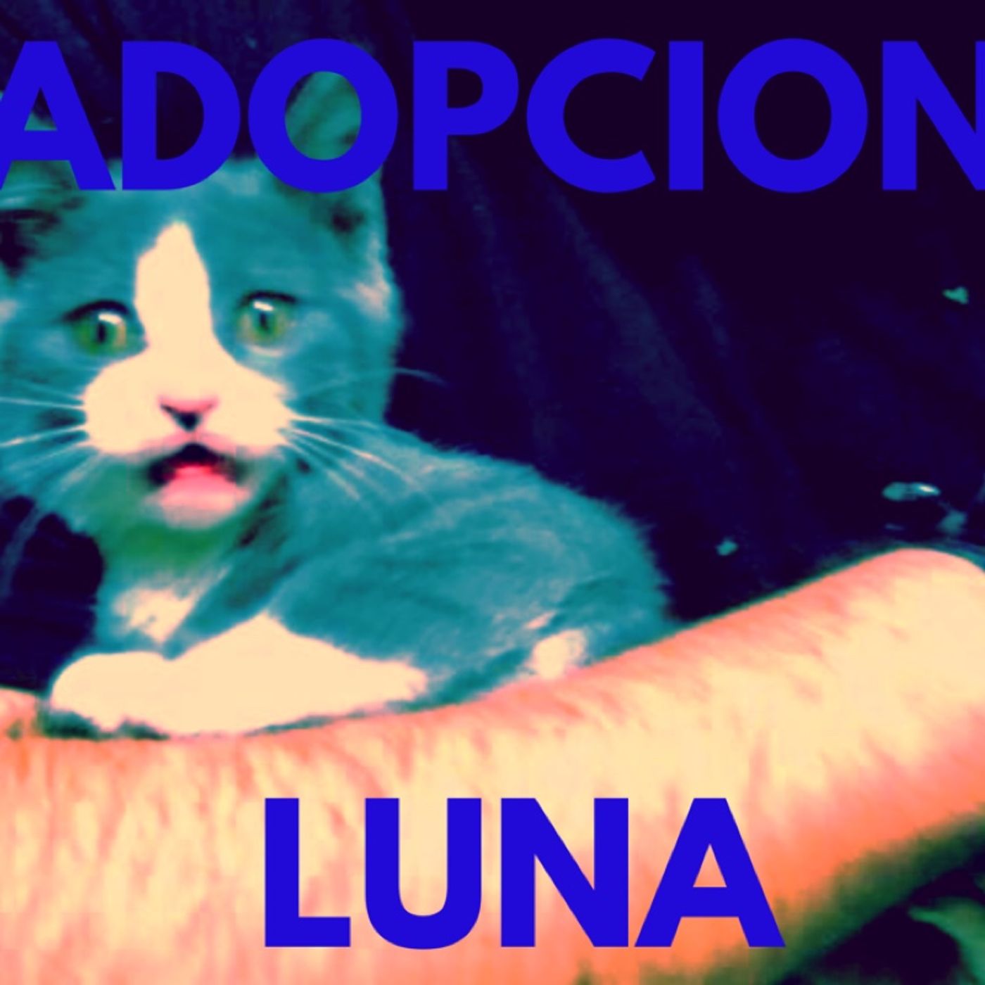 El show de Alejandro Urtubia