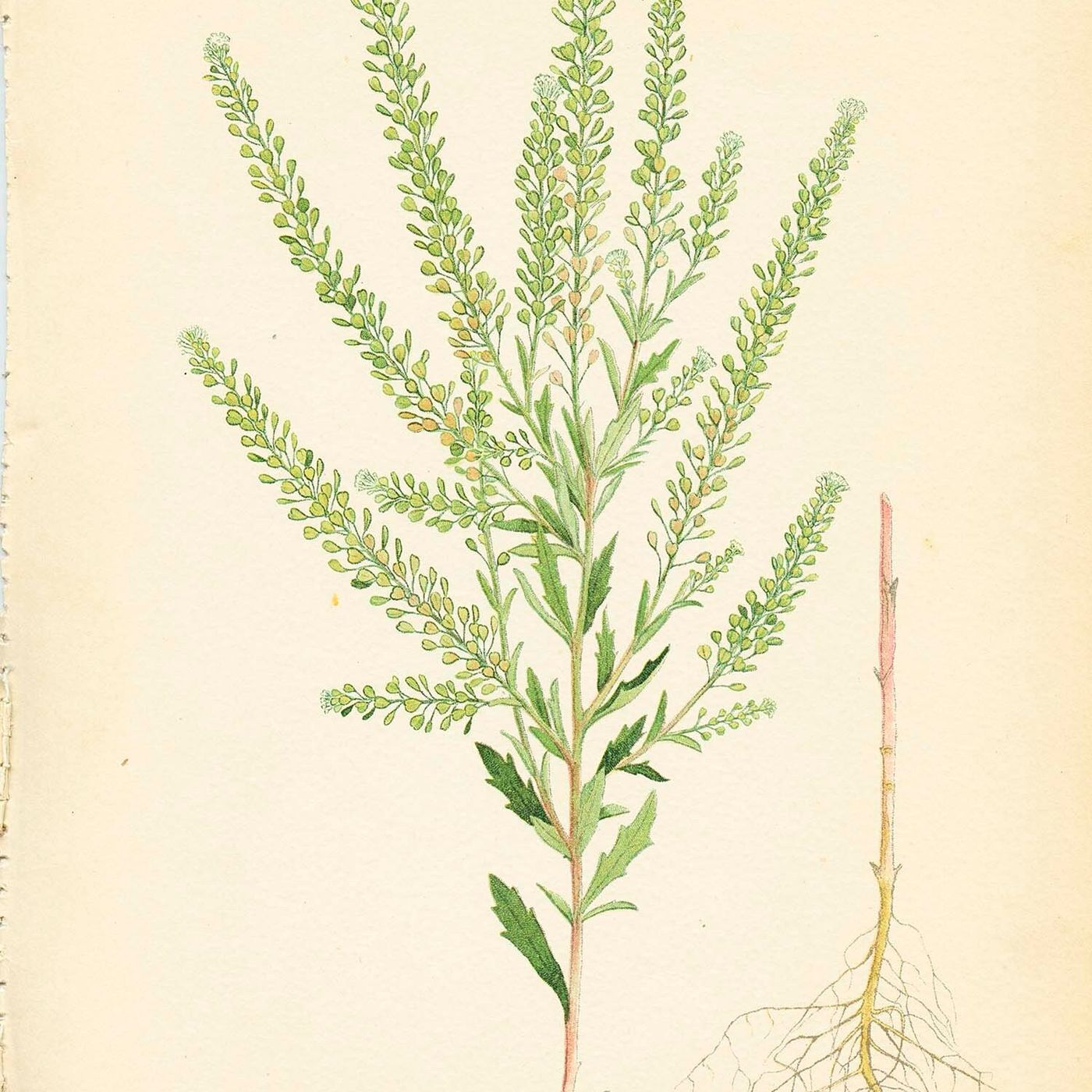 Southern Appalachian Herbs