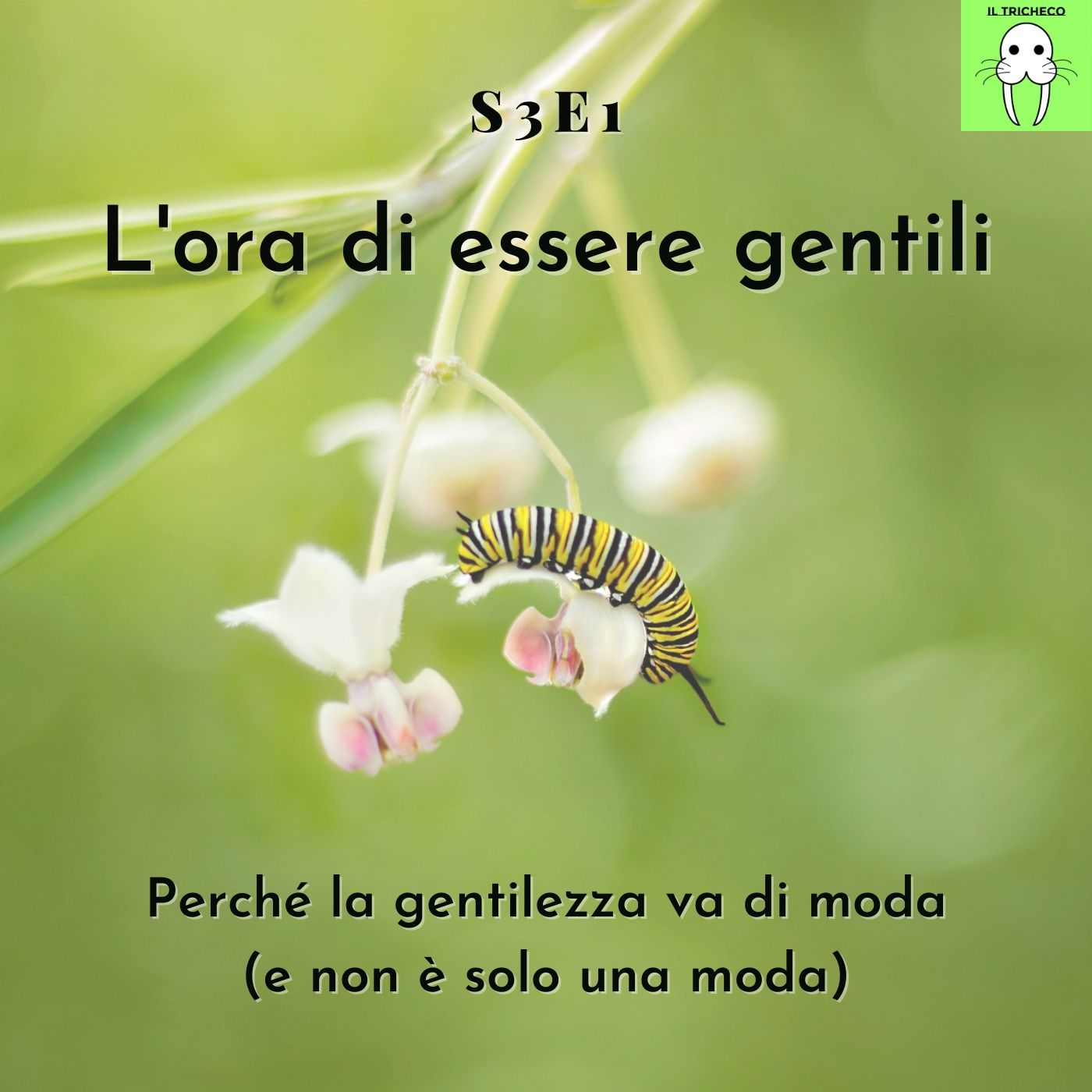 Il Tricheco