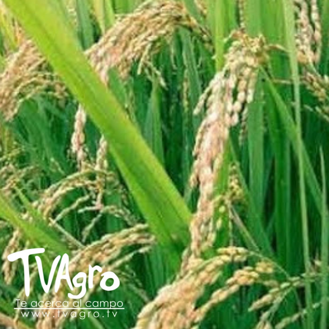 TV AGRO