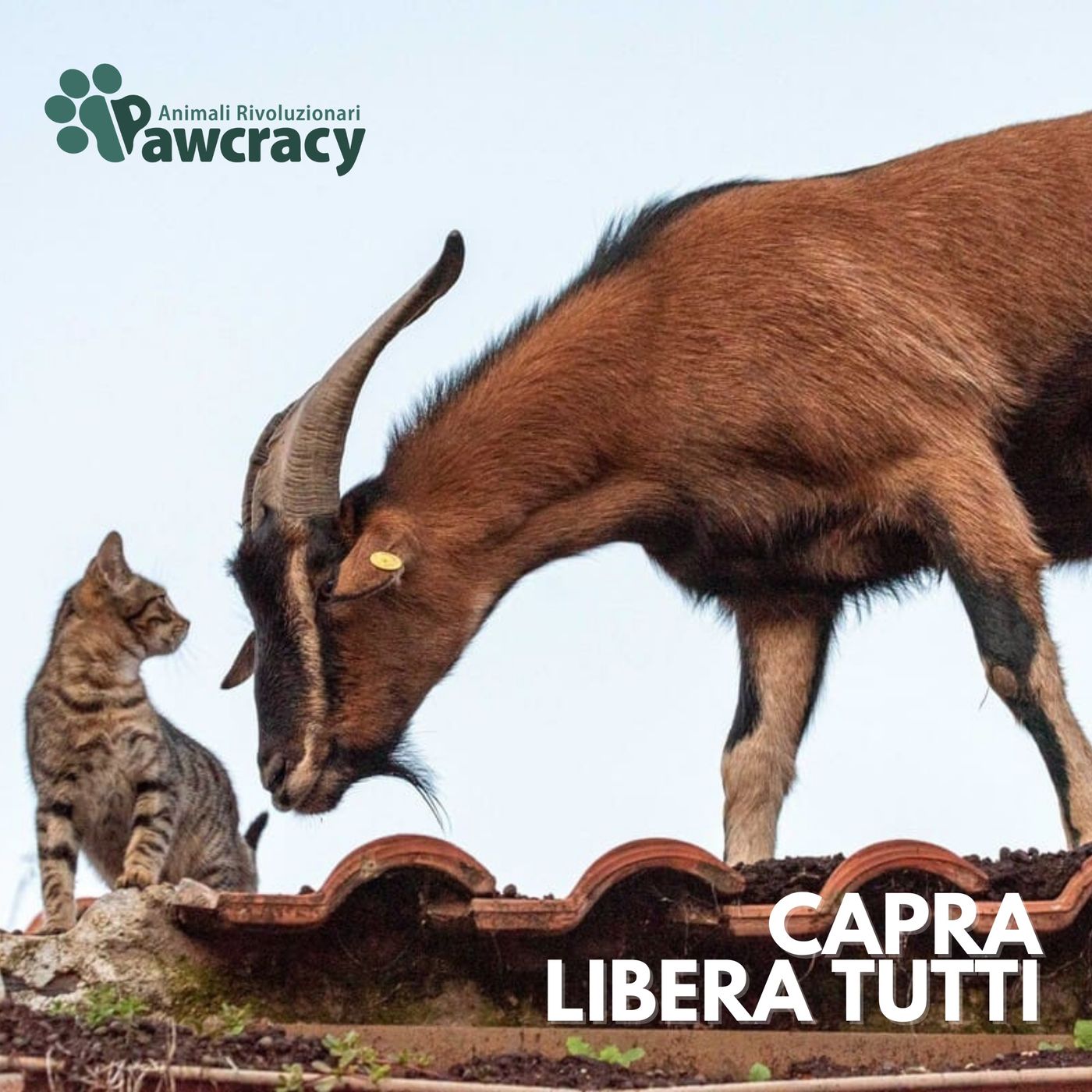 PAW 1x10: SANTUARIO CAPRA LIBERA TUTTI