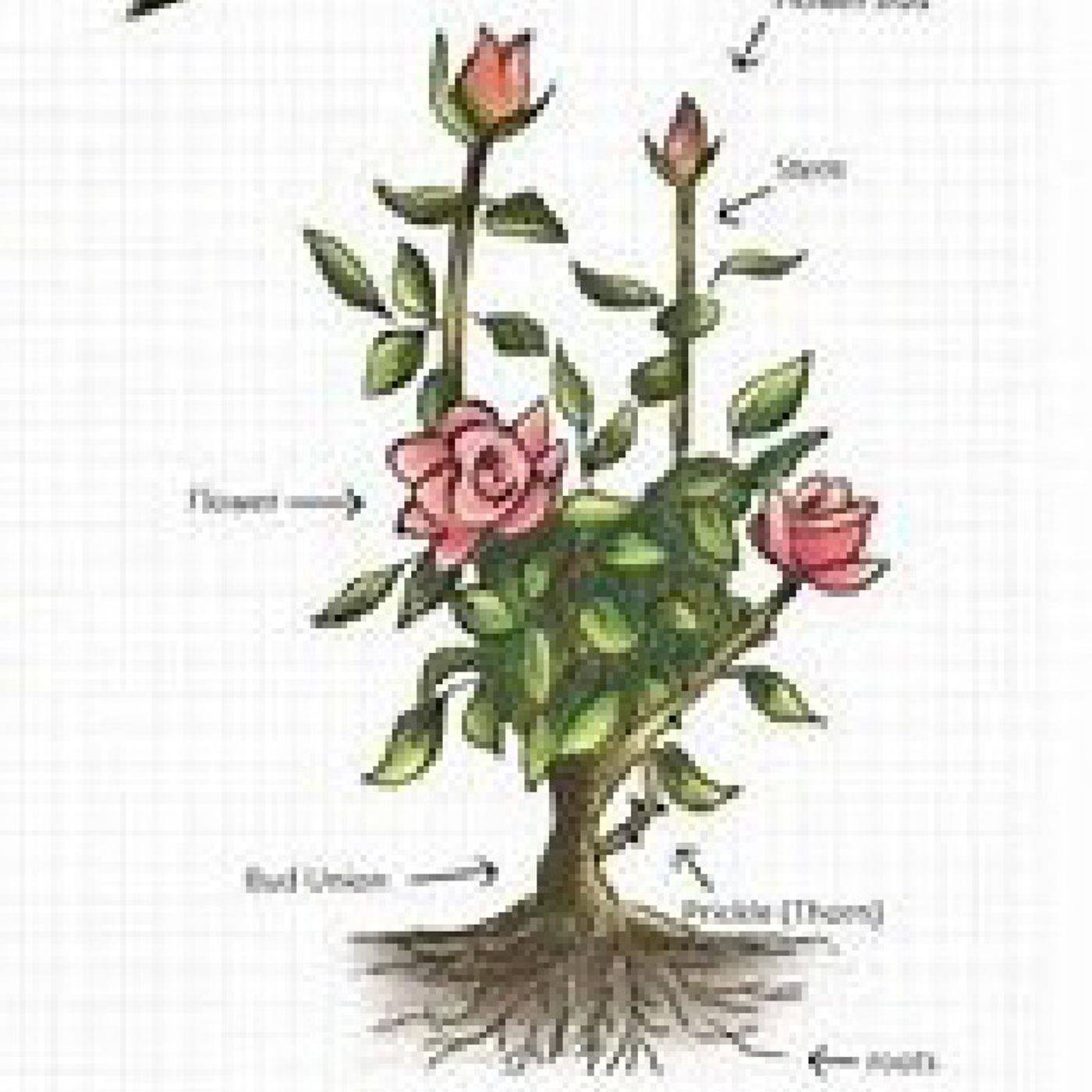 I Choose Growth