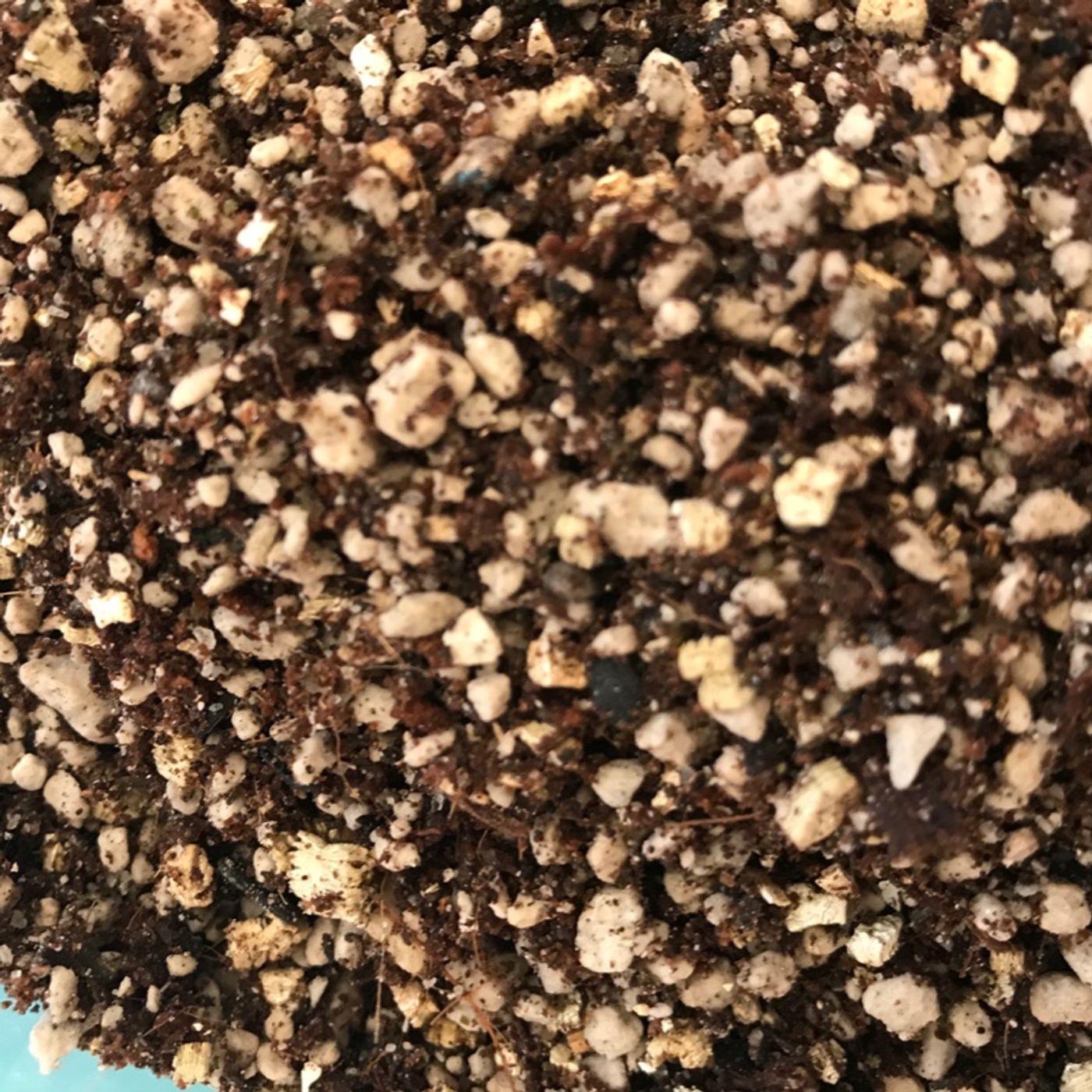 Episode 14 - Vermiculite vs. Perlite