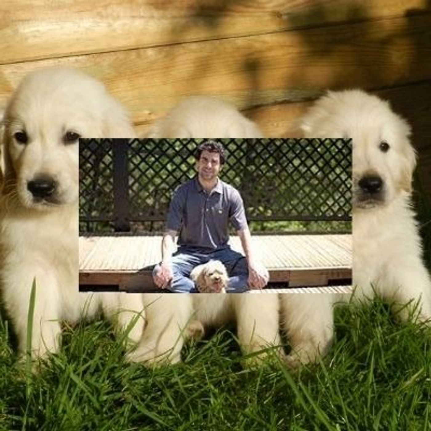 Jesse Sternberg - Enlightened Dog Training: Become the Peaceful Alpha Your Dog Needs and Respects episode artwork
