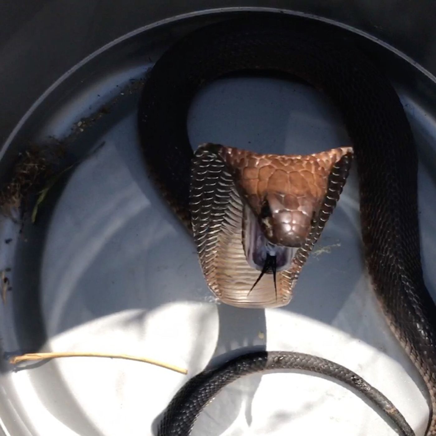 What you should do if someone gets bitten by a snake thumbnail