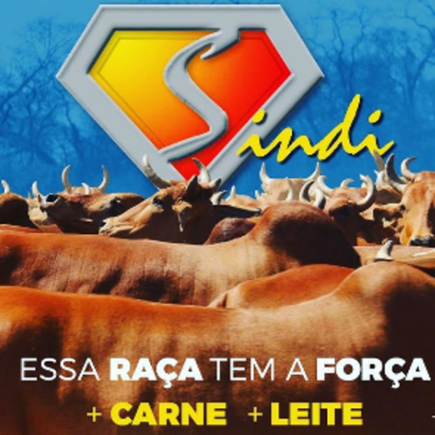 Bate Papo com Rodrigão