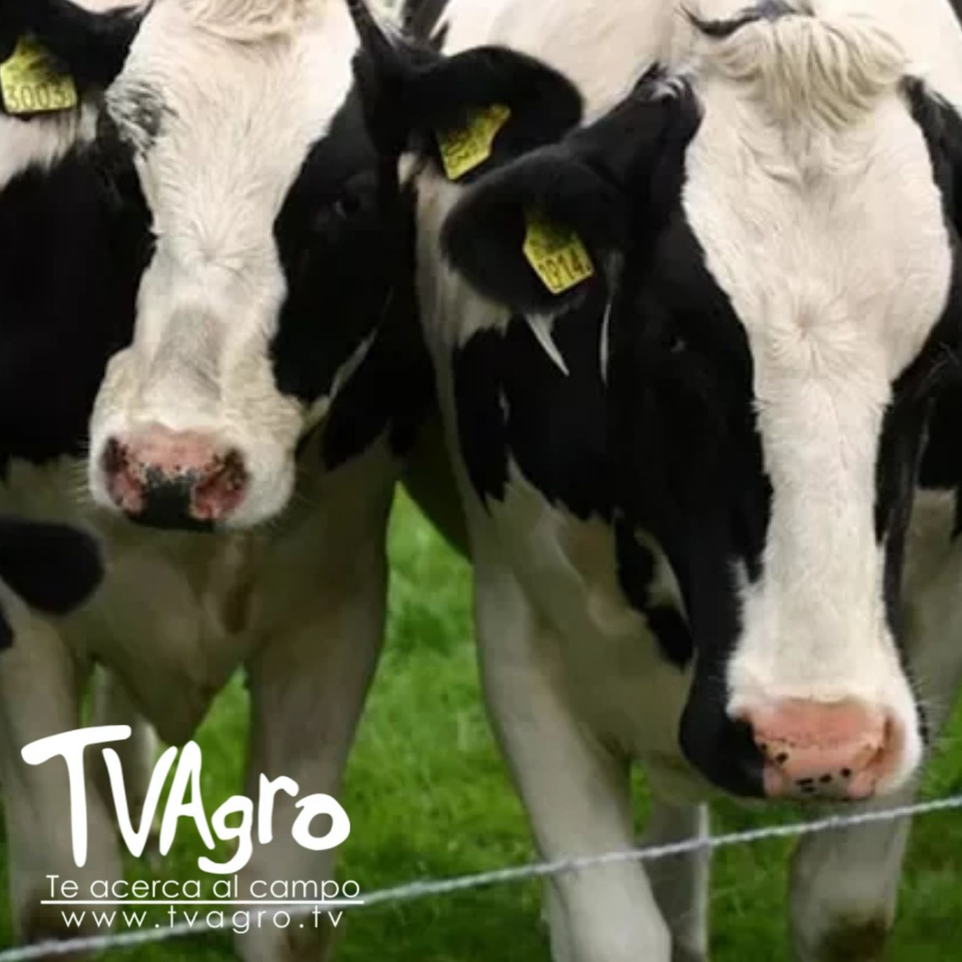 TV AGRO